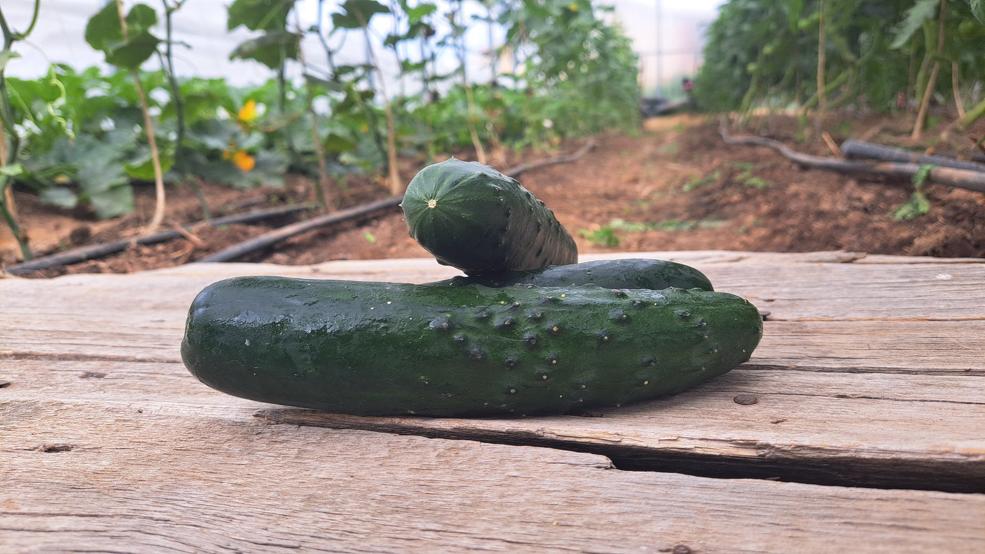 Zach's Cucumbers: Slicing (/each)