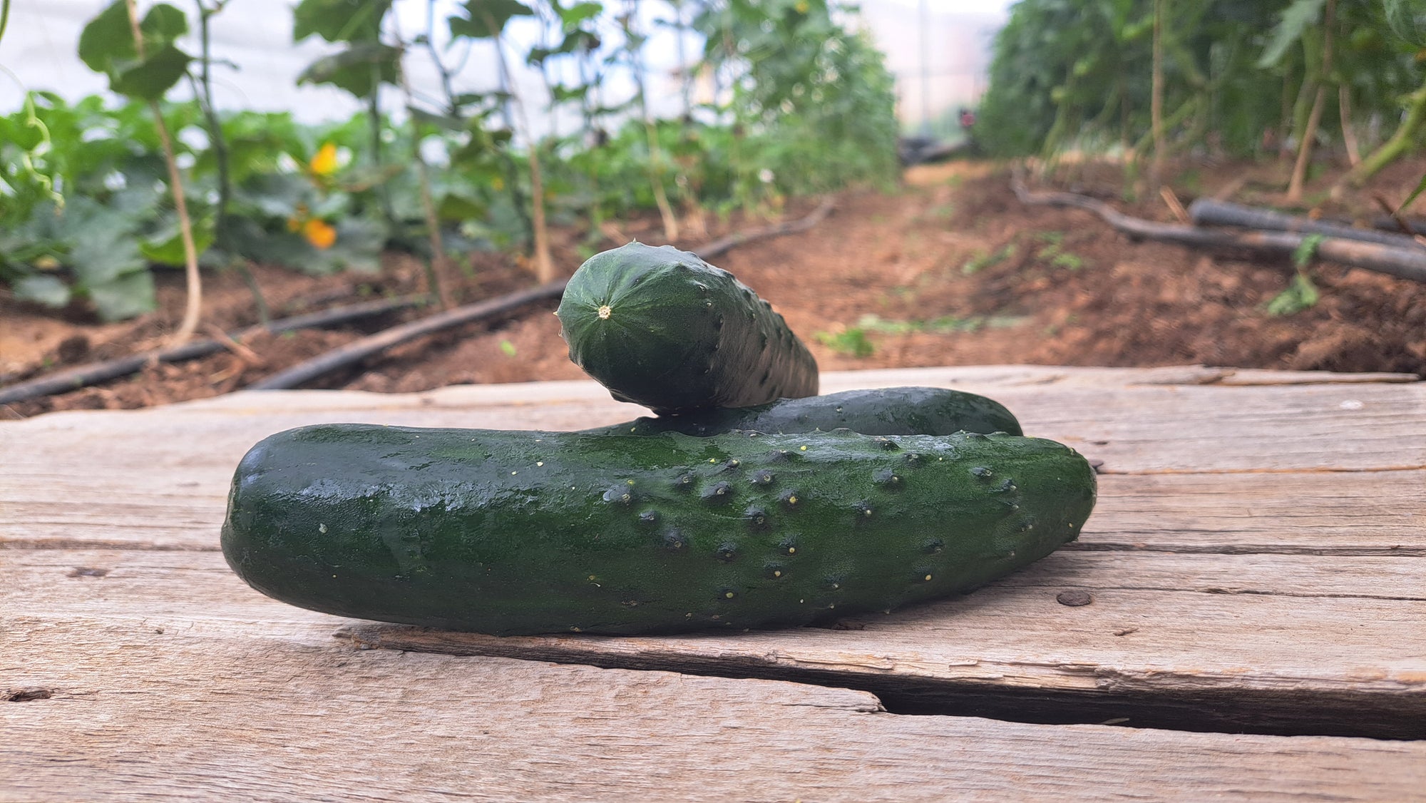 Zach's Cucumbers: Slicing (/each)
