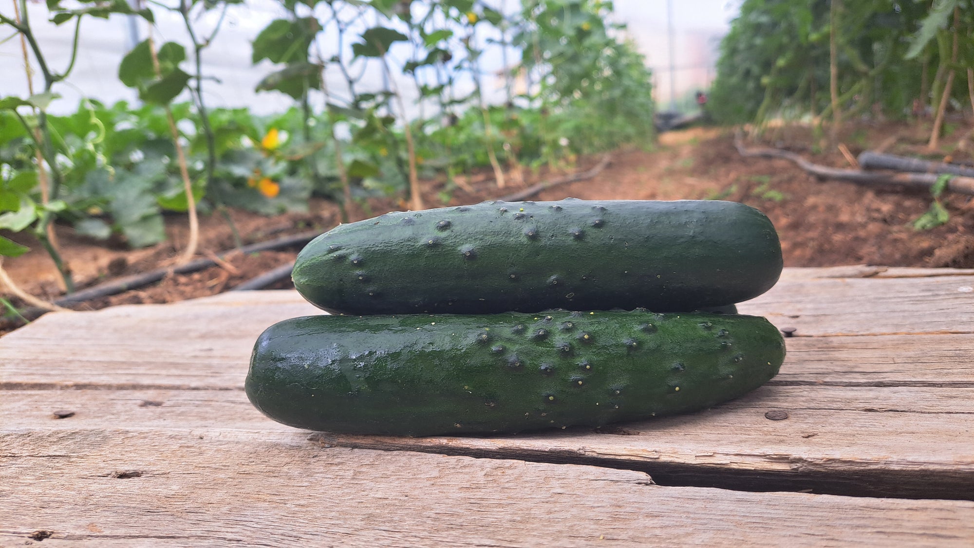 Zach's Cucumbers: Slicing (/each)