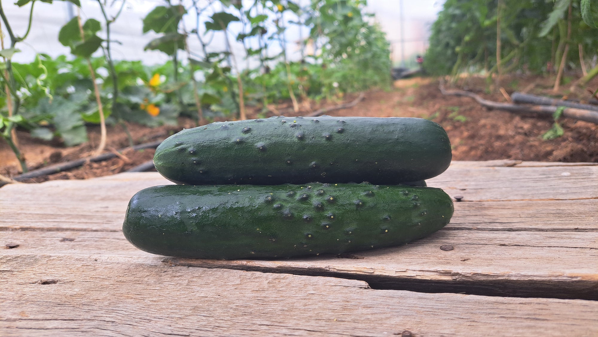 Zach's Cucumbers: Slicing (/each)