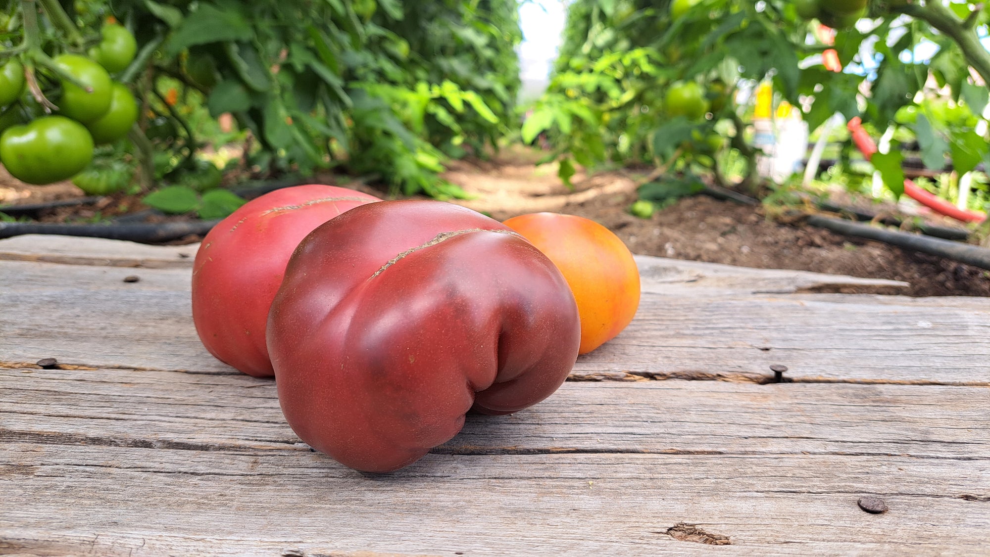 Zach's Heirloom Slicer Tomatoes (/lb)