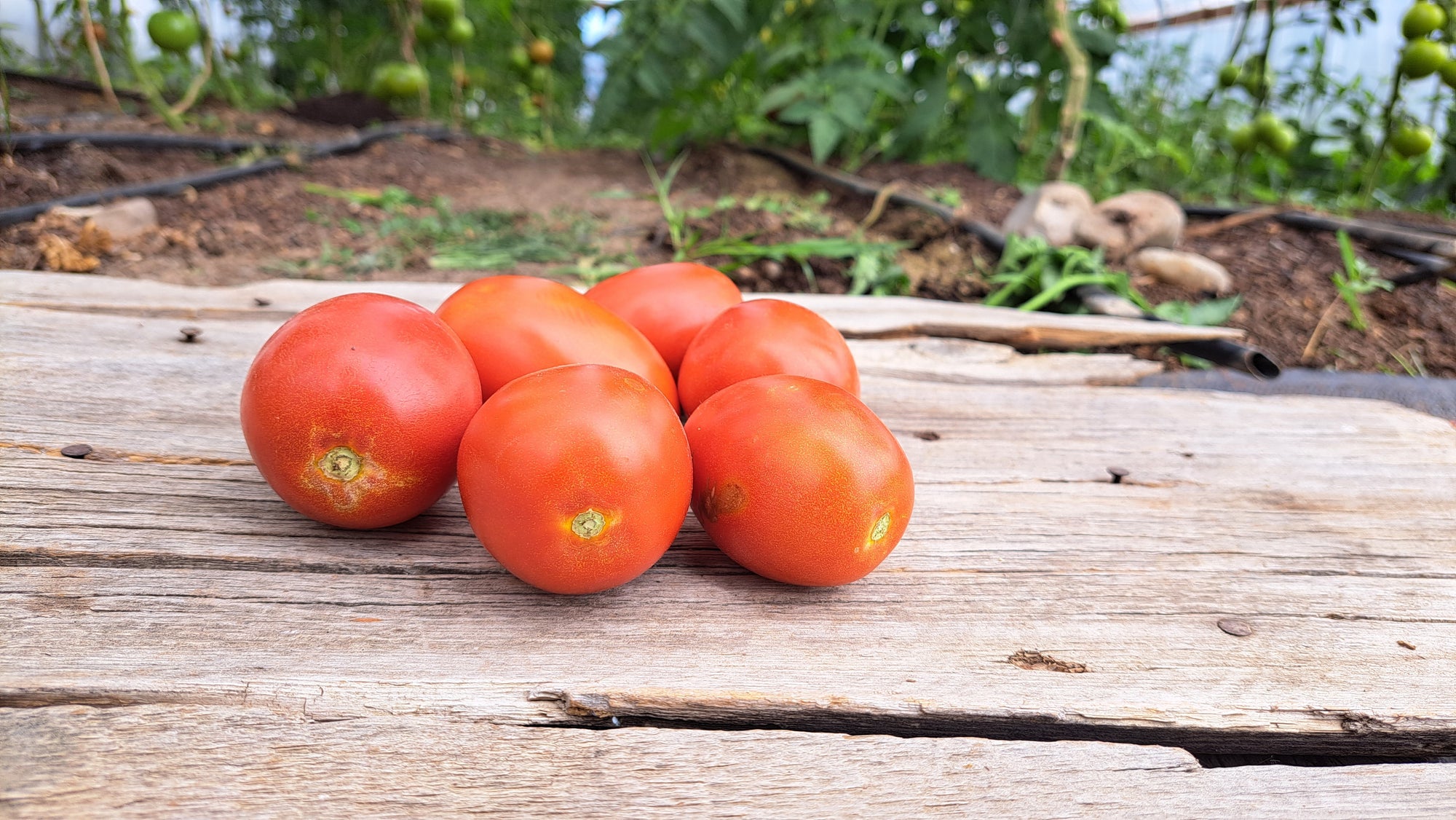 Zach's Paste Tomatoes (/lb)