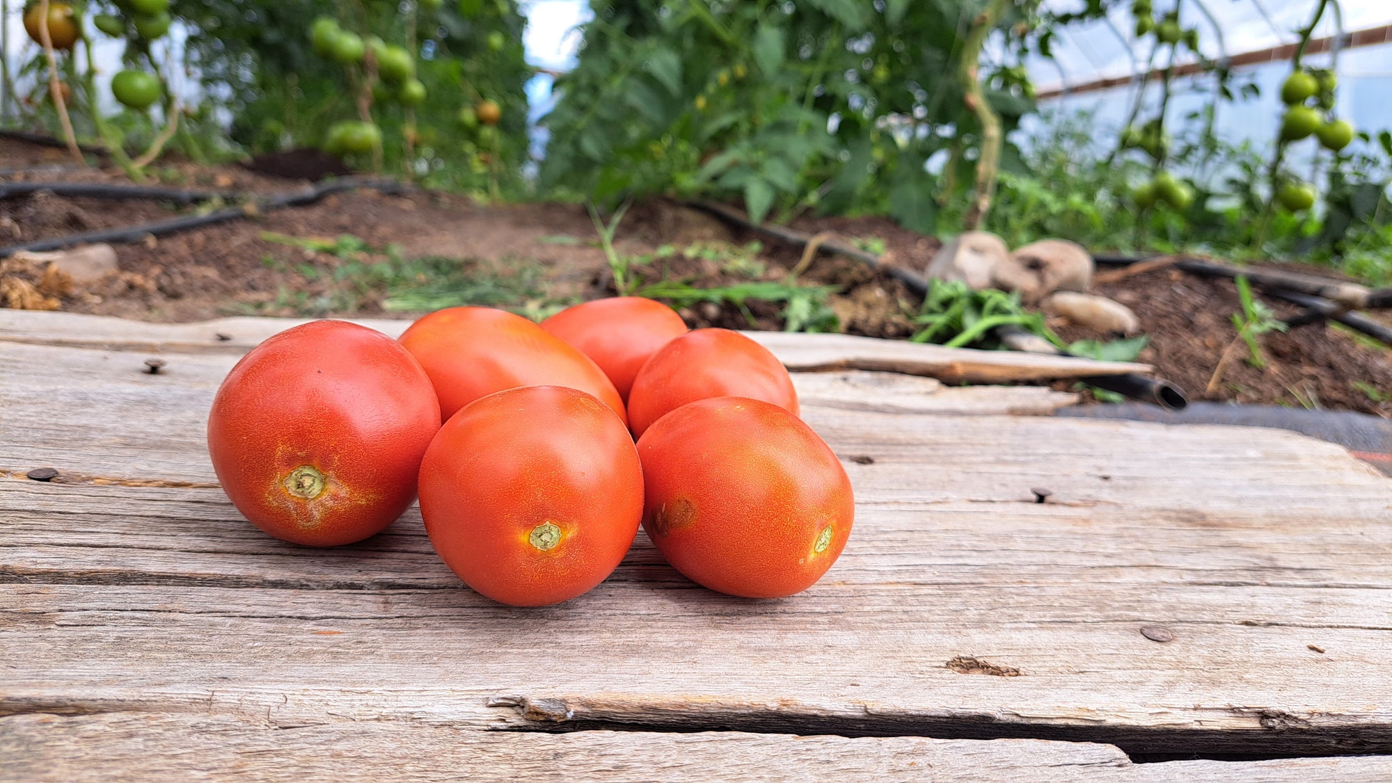 Zach's Paste Tomatoes (/lb)