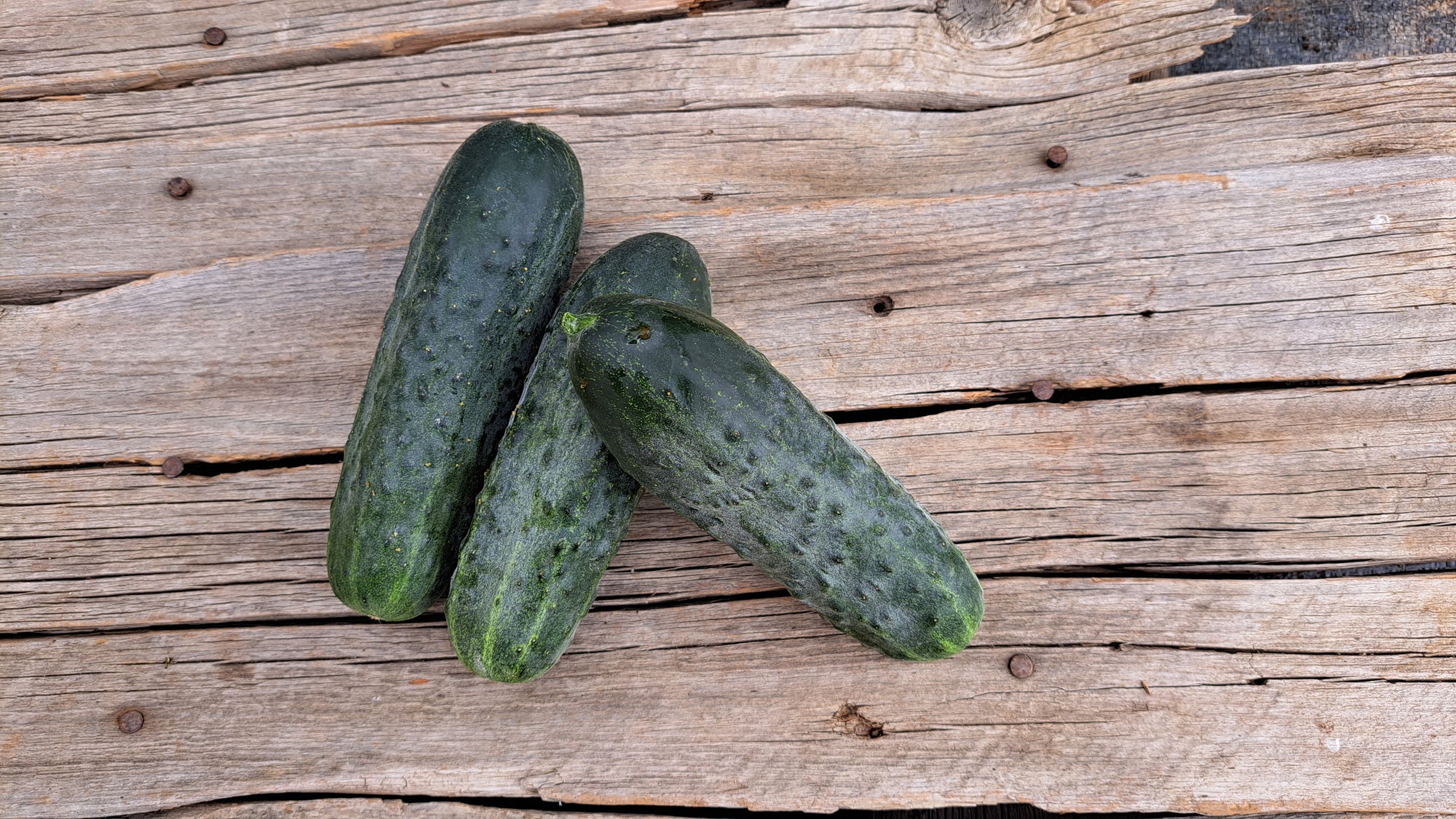Zach's Cucumbers: Pickling (/lb)
