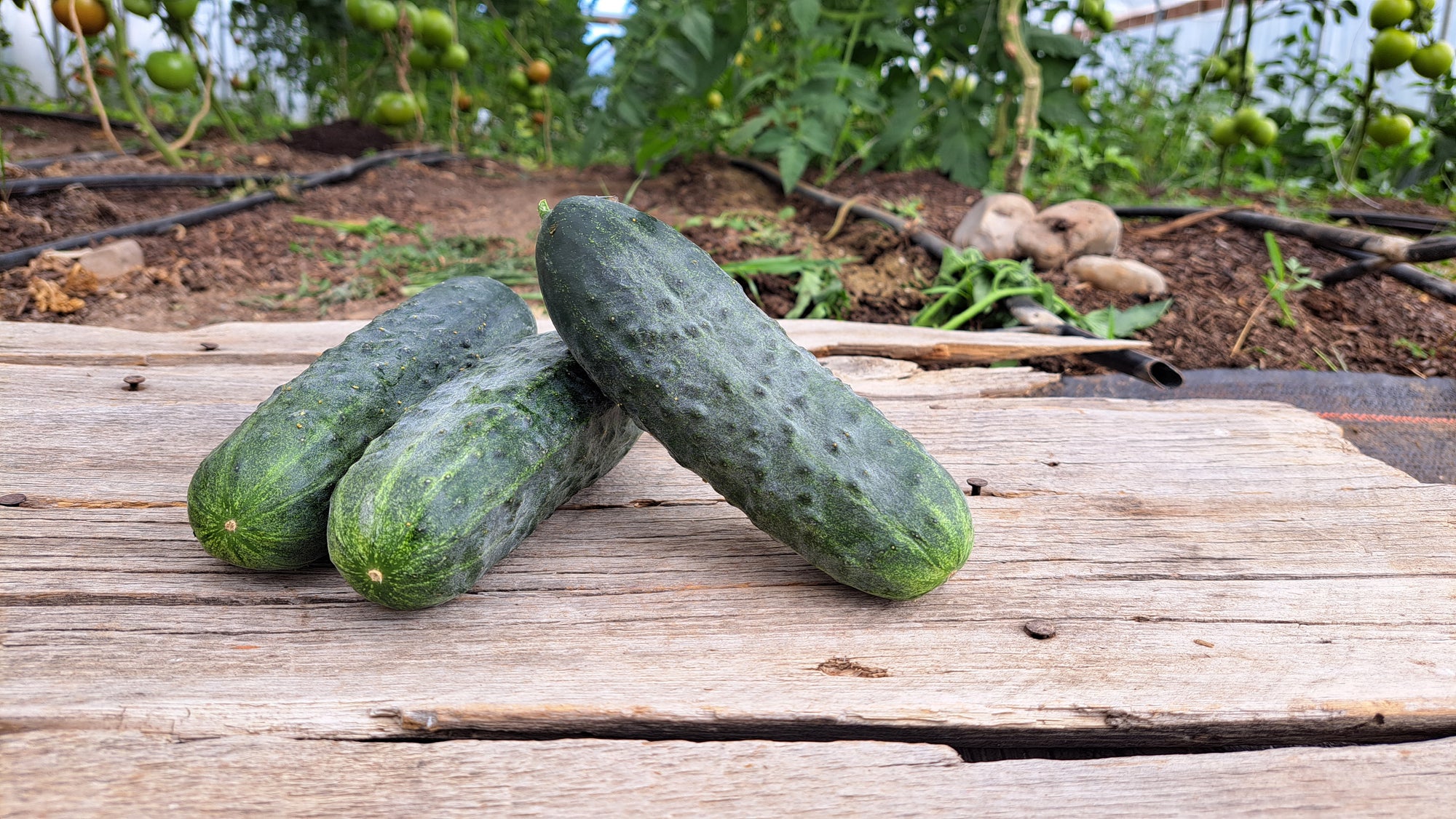 Zach's Cucumbers: Pickling (/lb)