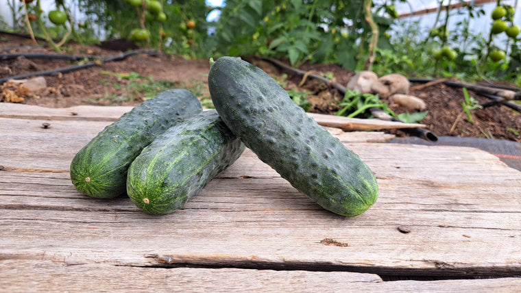 Zach's Cucumbers: Pickling (/lb)