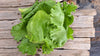 Zach's Lettuce: Iceberg (/head)
