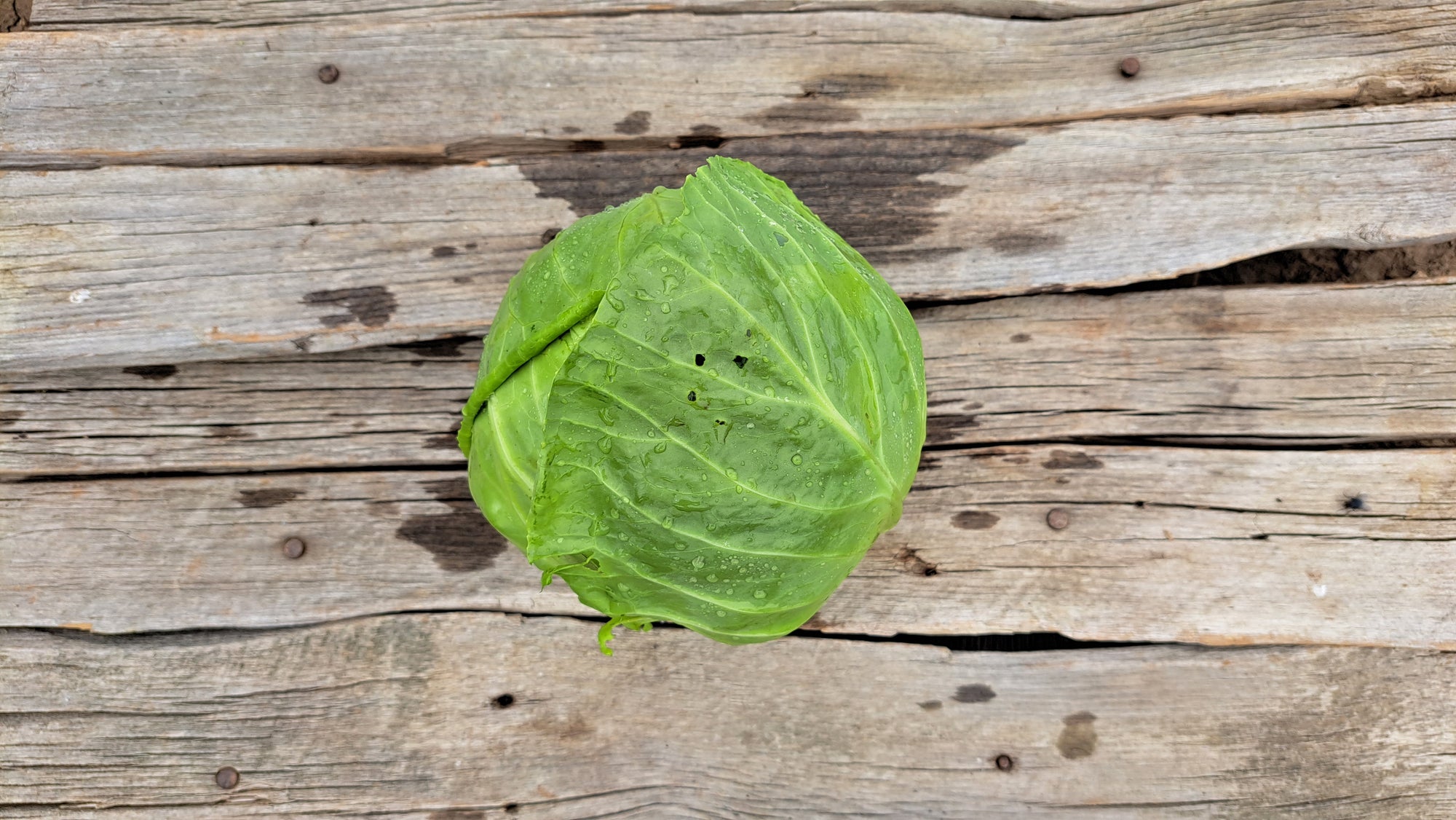 Zach's Cabbage (/1-2lb head)