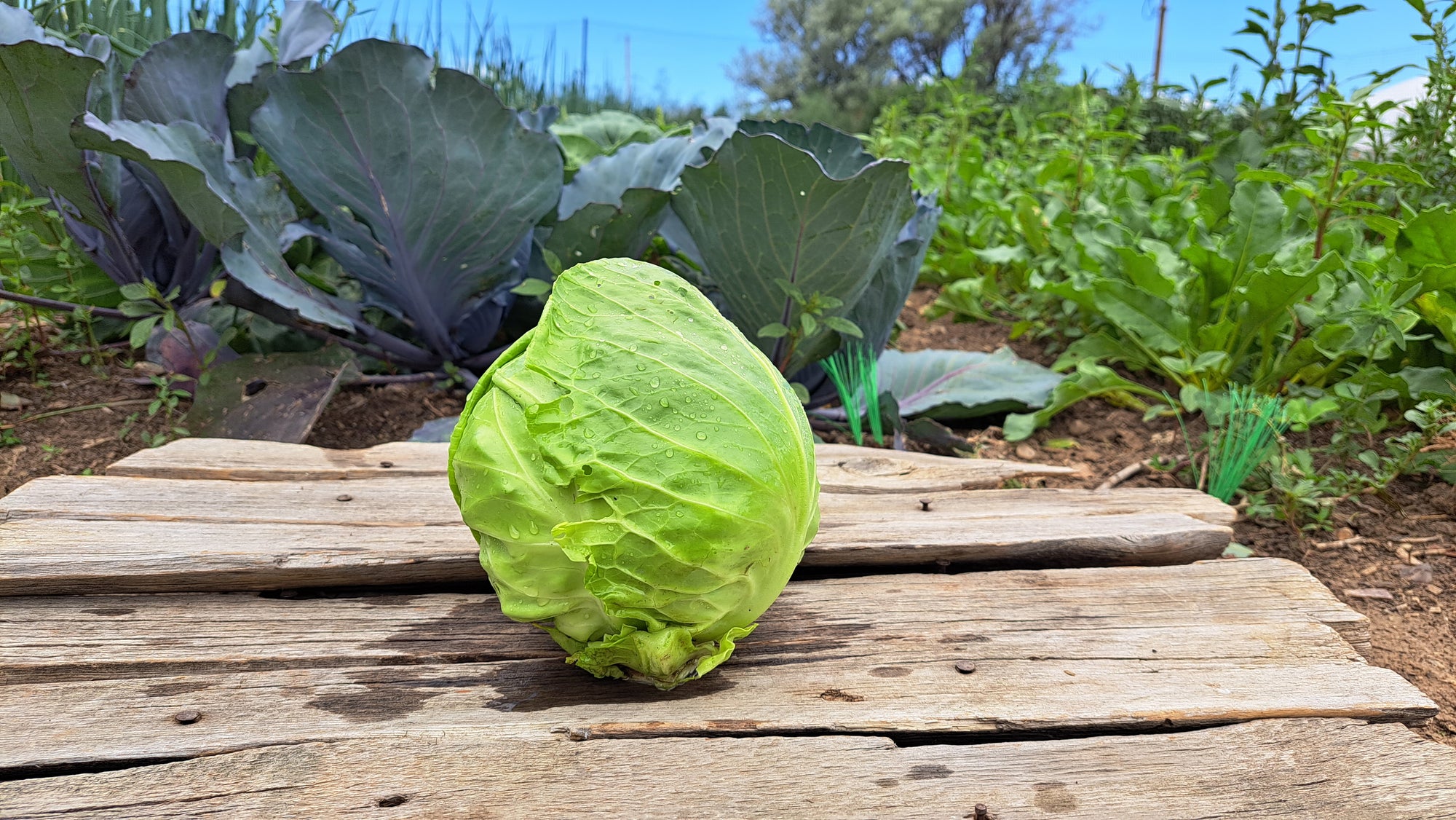 Zach's Cabbage (/1-2lb head)