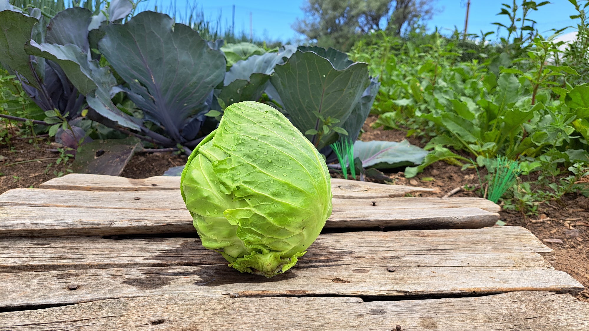 Zach's Cabbage (/1-2lb head)