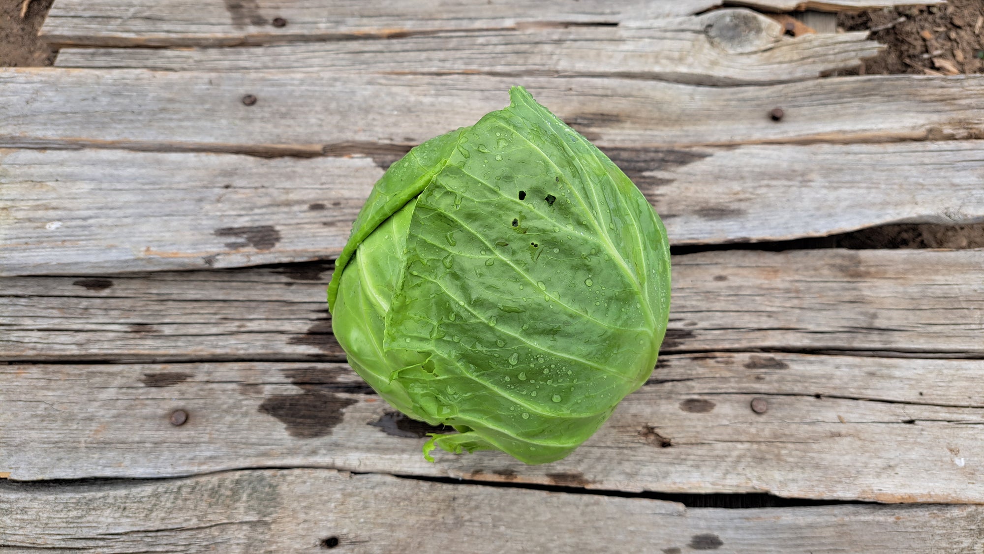 Zach's Cabbage (/1-2lb head)