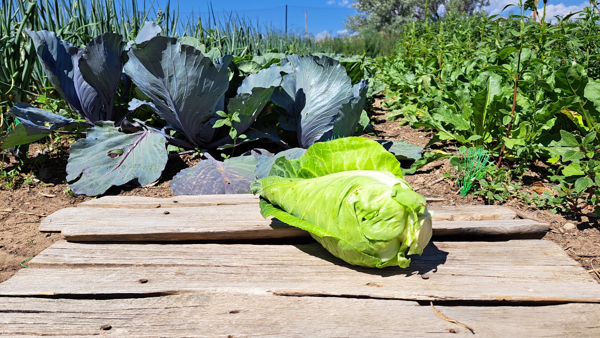 Zach's Cabbage (/1-2lb head)
