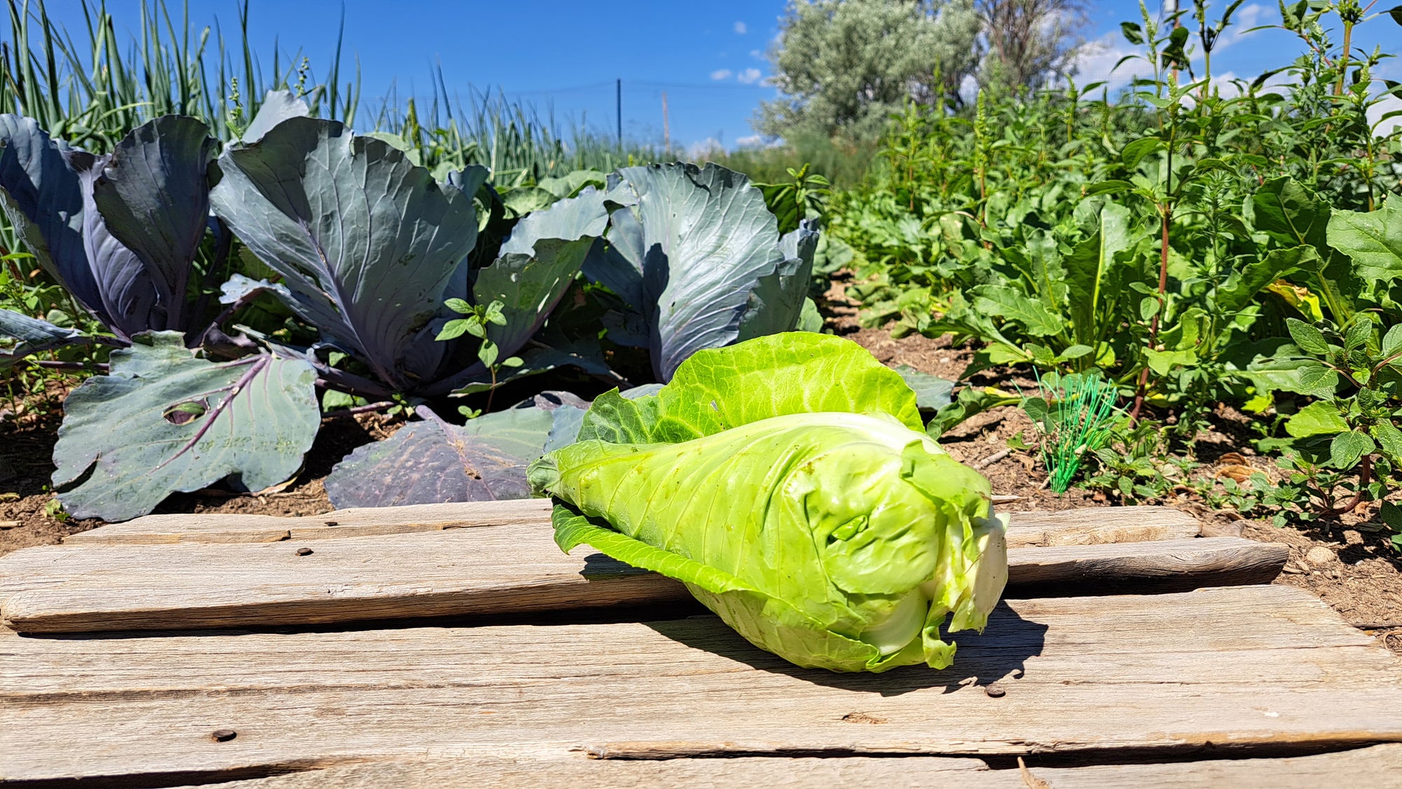 Zach's Cabbage (/1-2lb head)