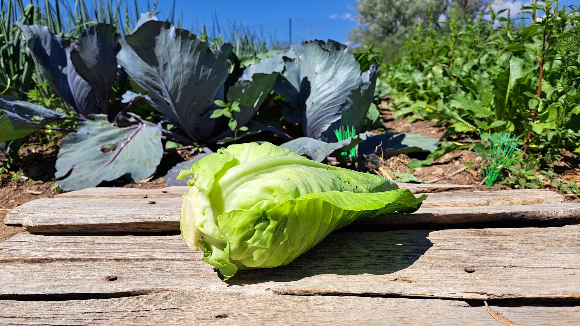 Zach's Cabbage (/1-2lb head)