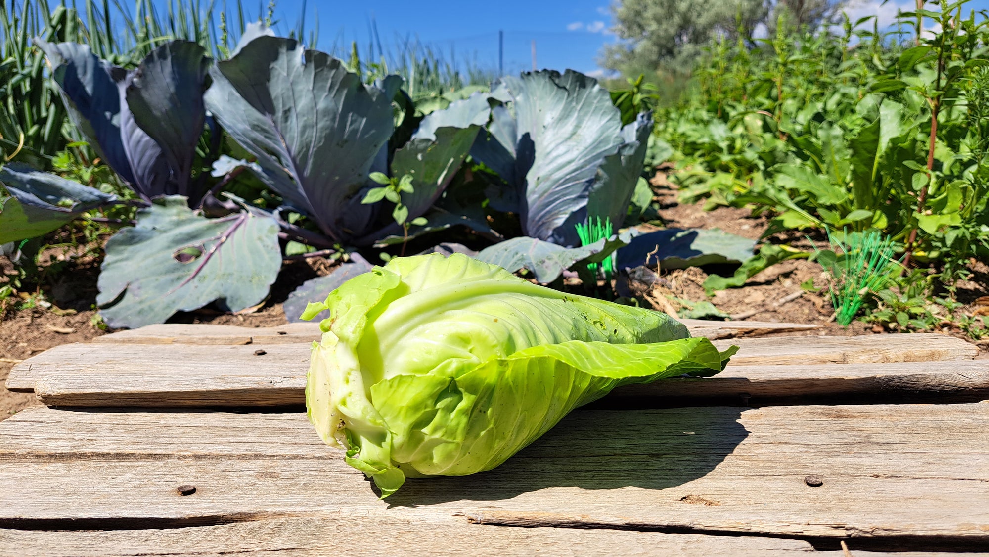 Zach's Cabbage (/1-2lb head)