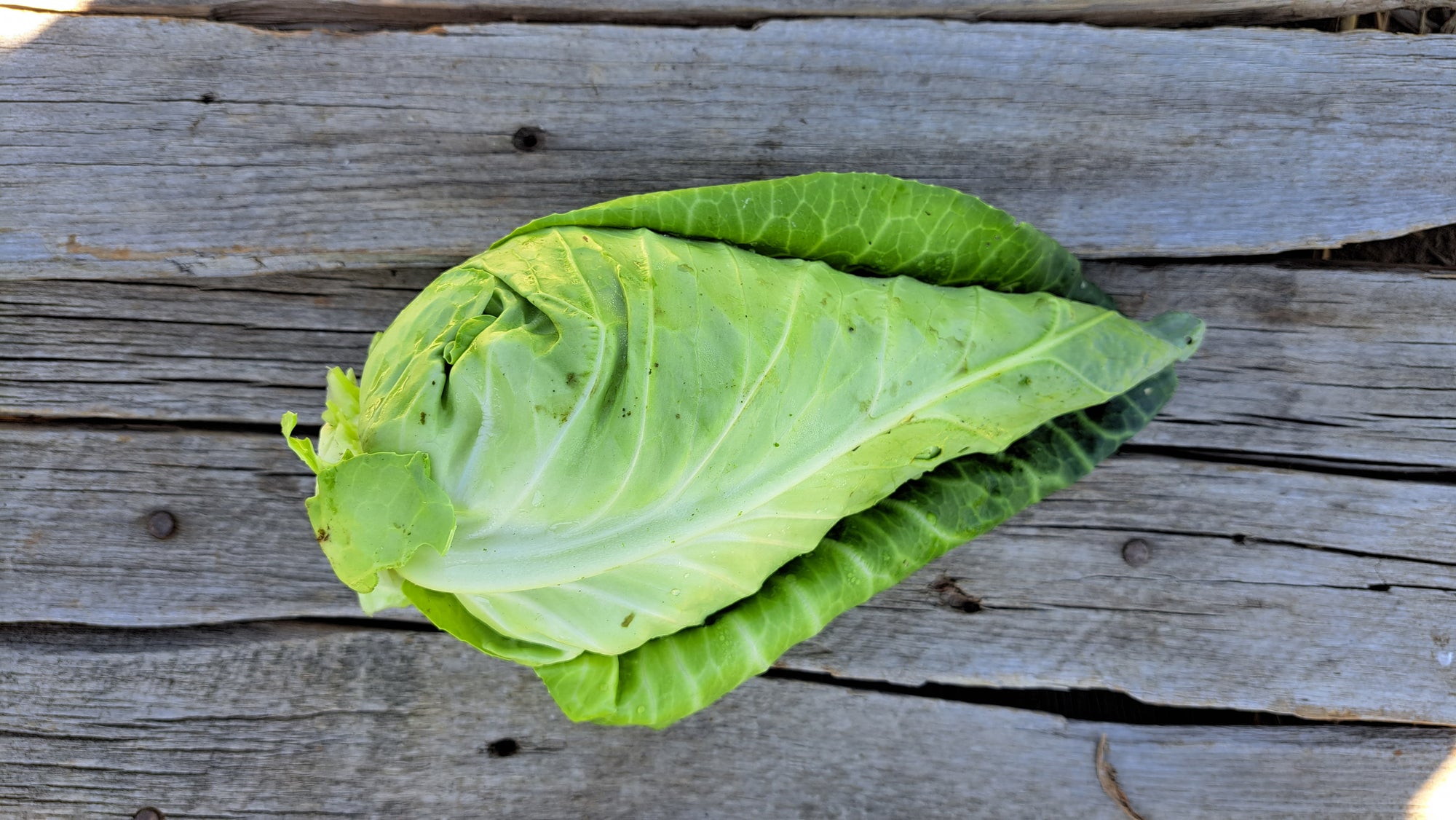 Zach's Cabbage (/1-2lb head)