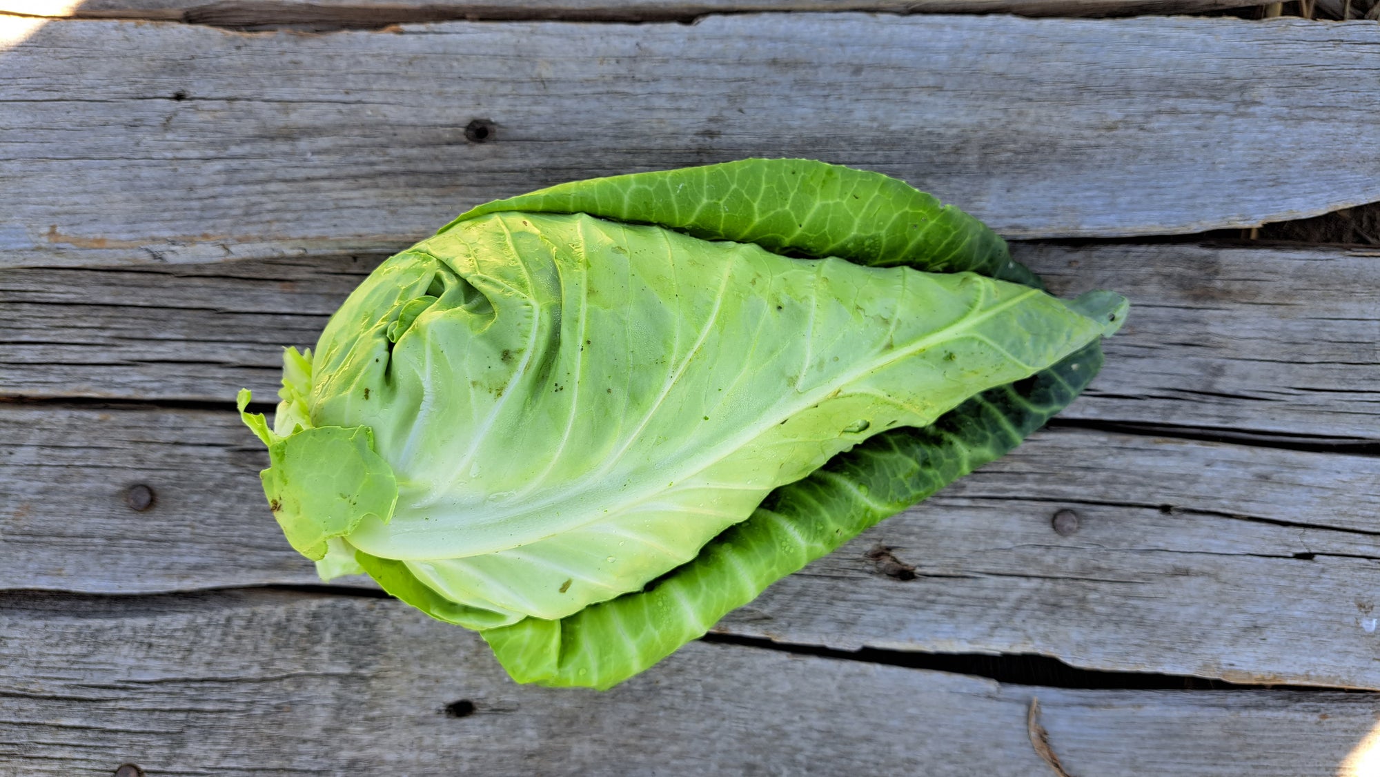 Zach's Cabbage (/1-2lb head)