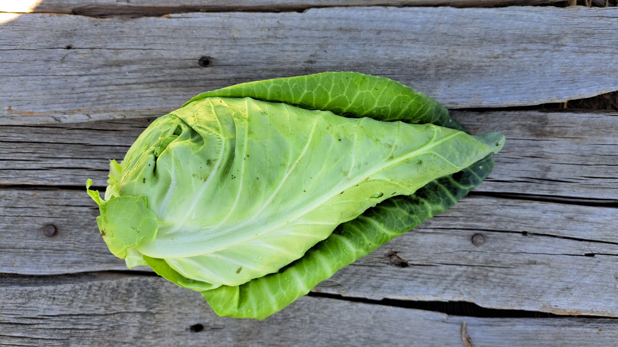 Zach's Cabbage (/1-2lb head)