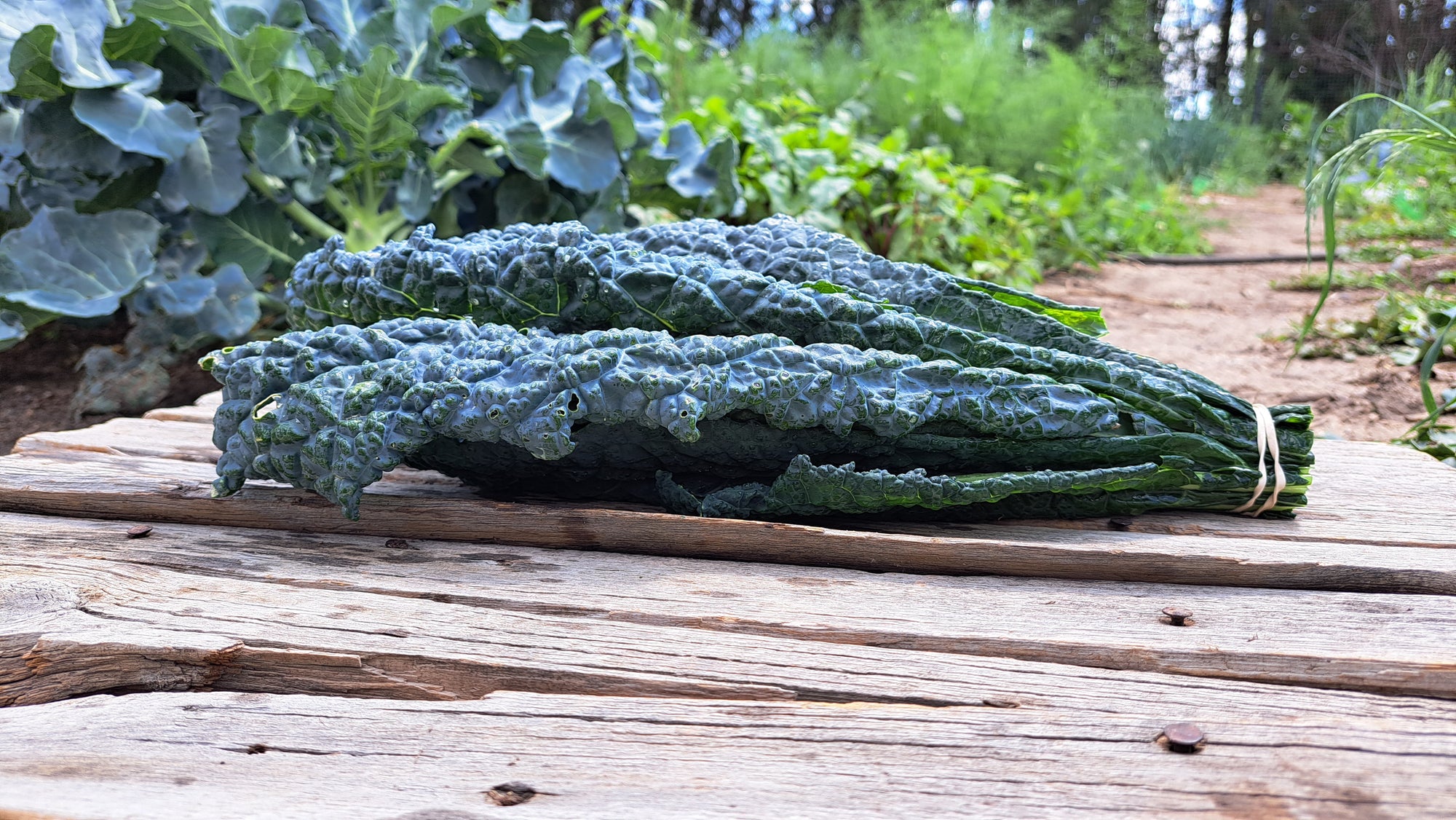 Zach's Kale (/bunch)