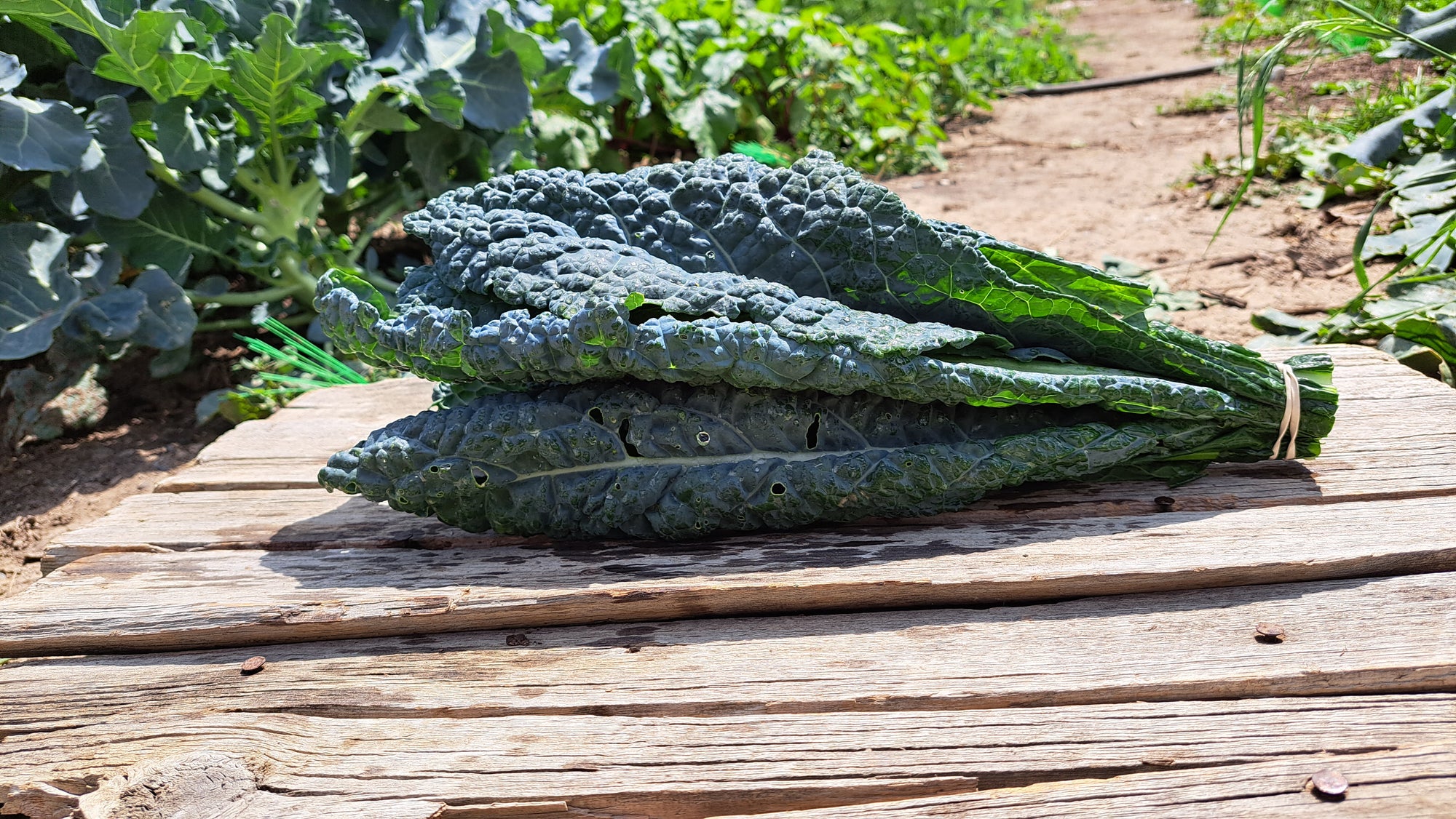 Zach's Kale (/bunch)