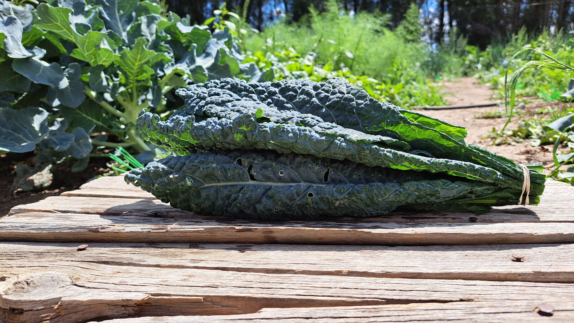 Zach's Kale (/bunch)