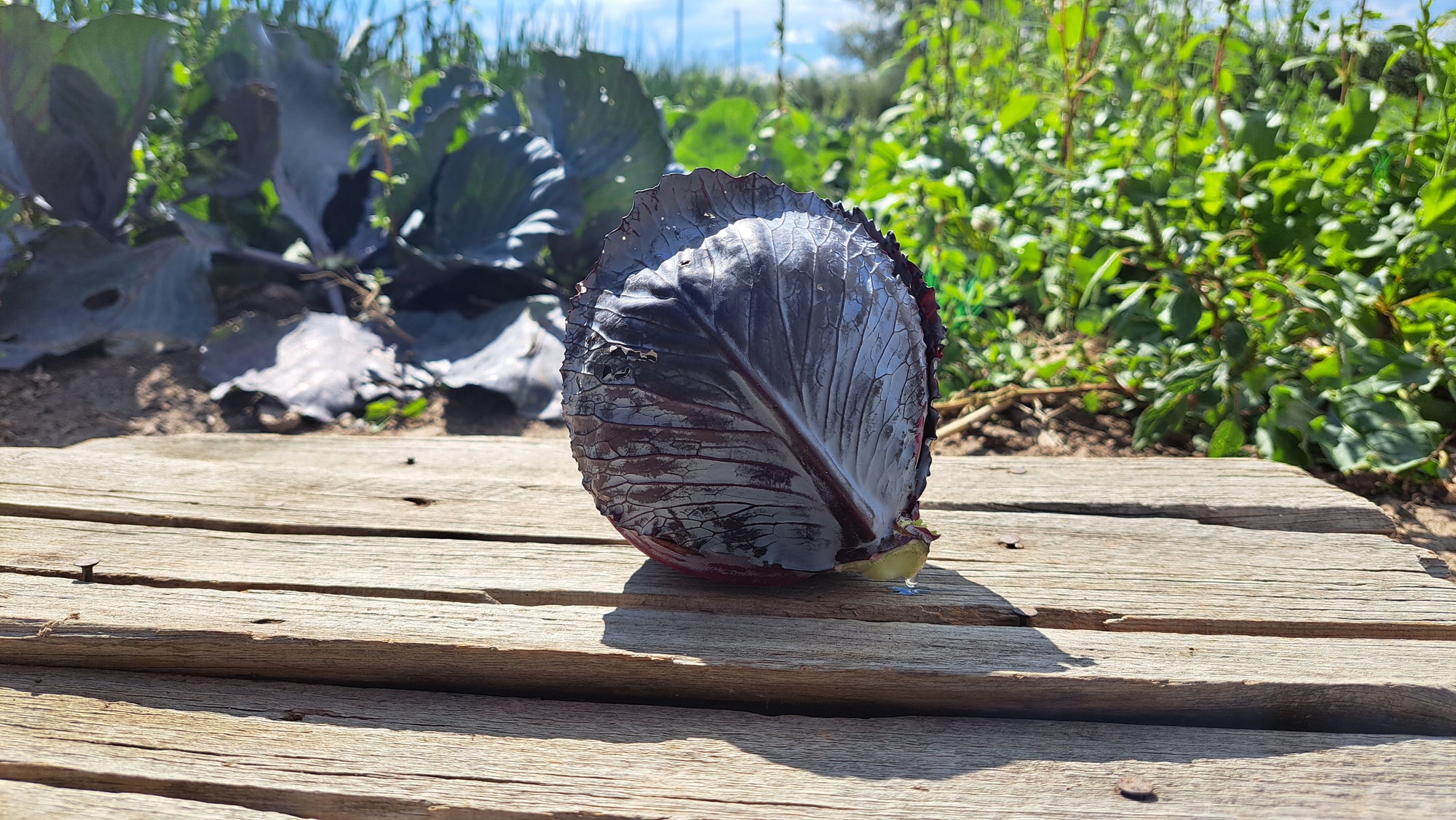 Zach's Cabbage (/1-2lb head)