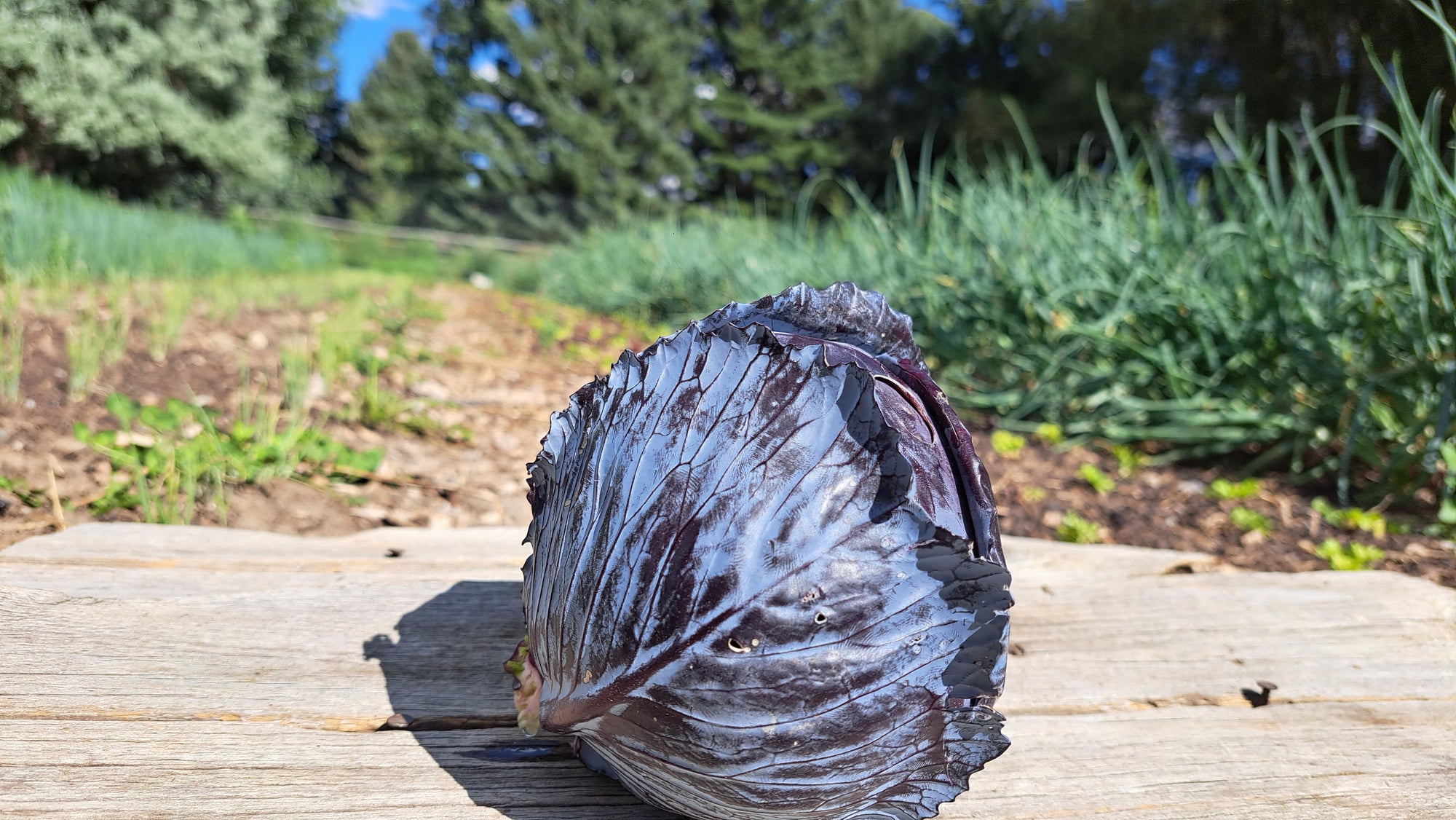 Zach's Cabbage (/1-2lb head)