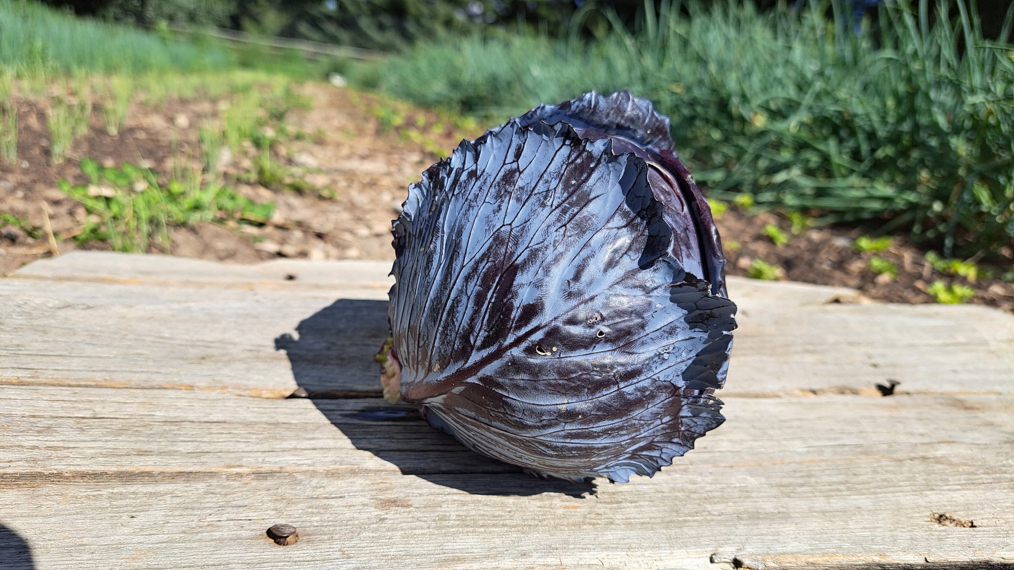Zach's Cabbage (/1-2lb head)