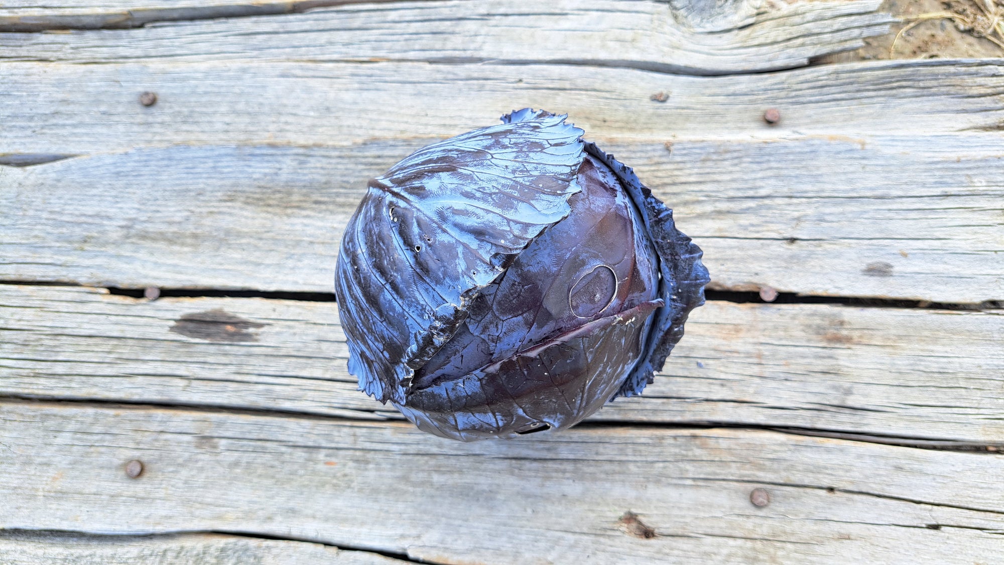 Zach's Cabbage (/1-2lb head)
