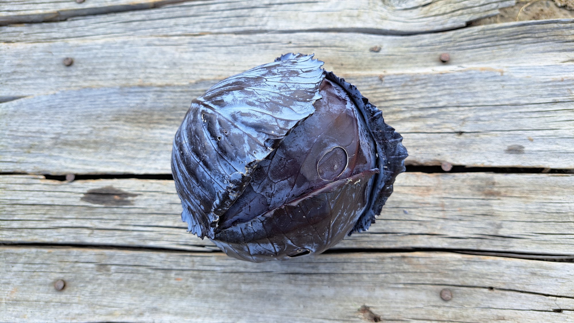 Zach's Cabbage (/1-2lb head)