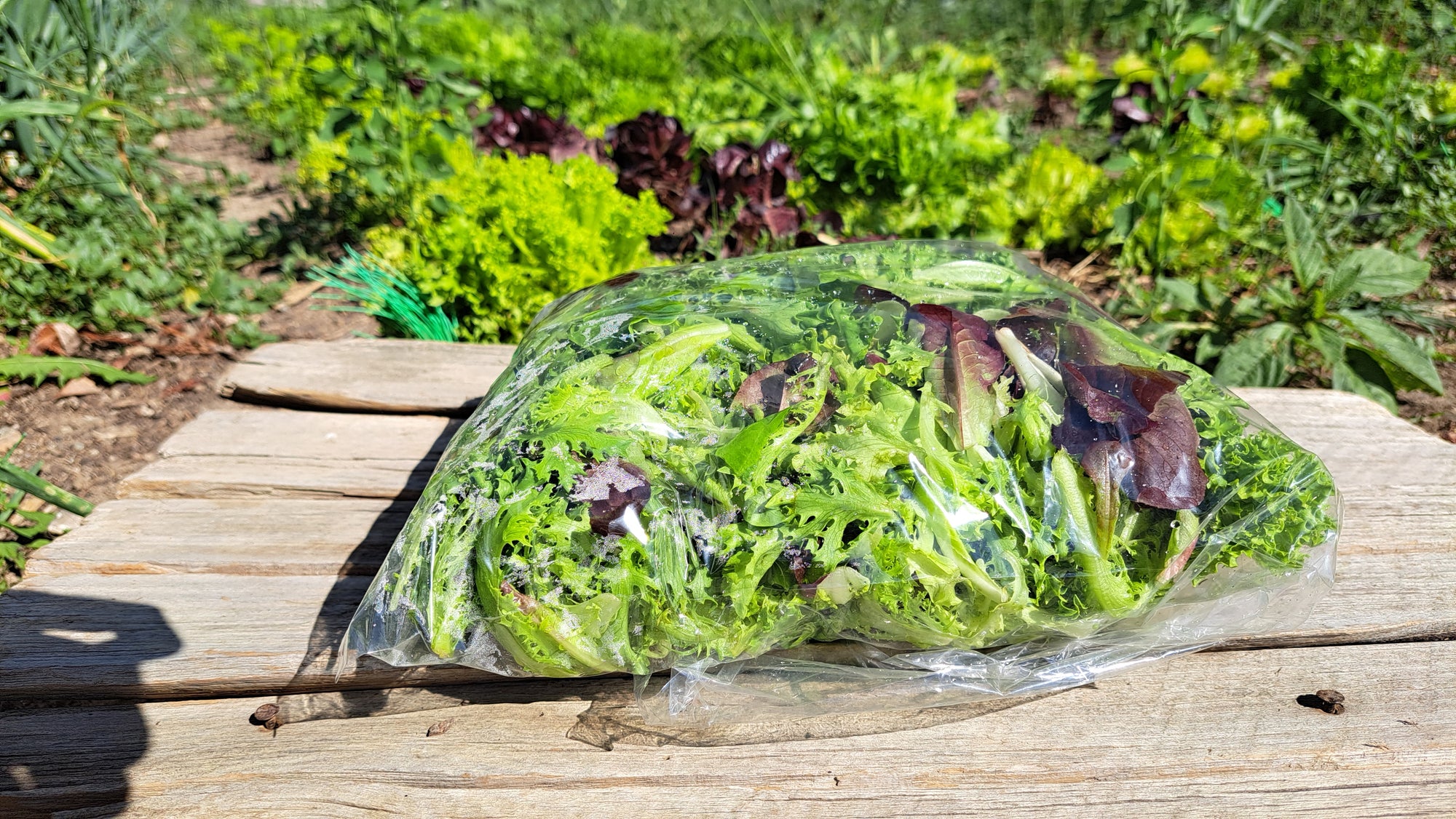 Zach's Salad Mix (/8oz or 16oz)