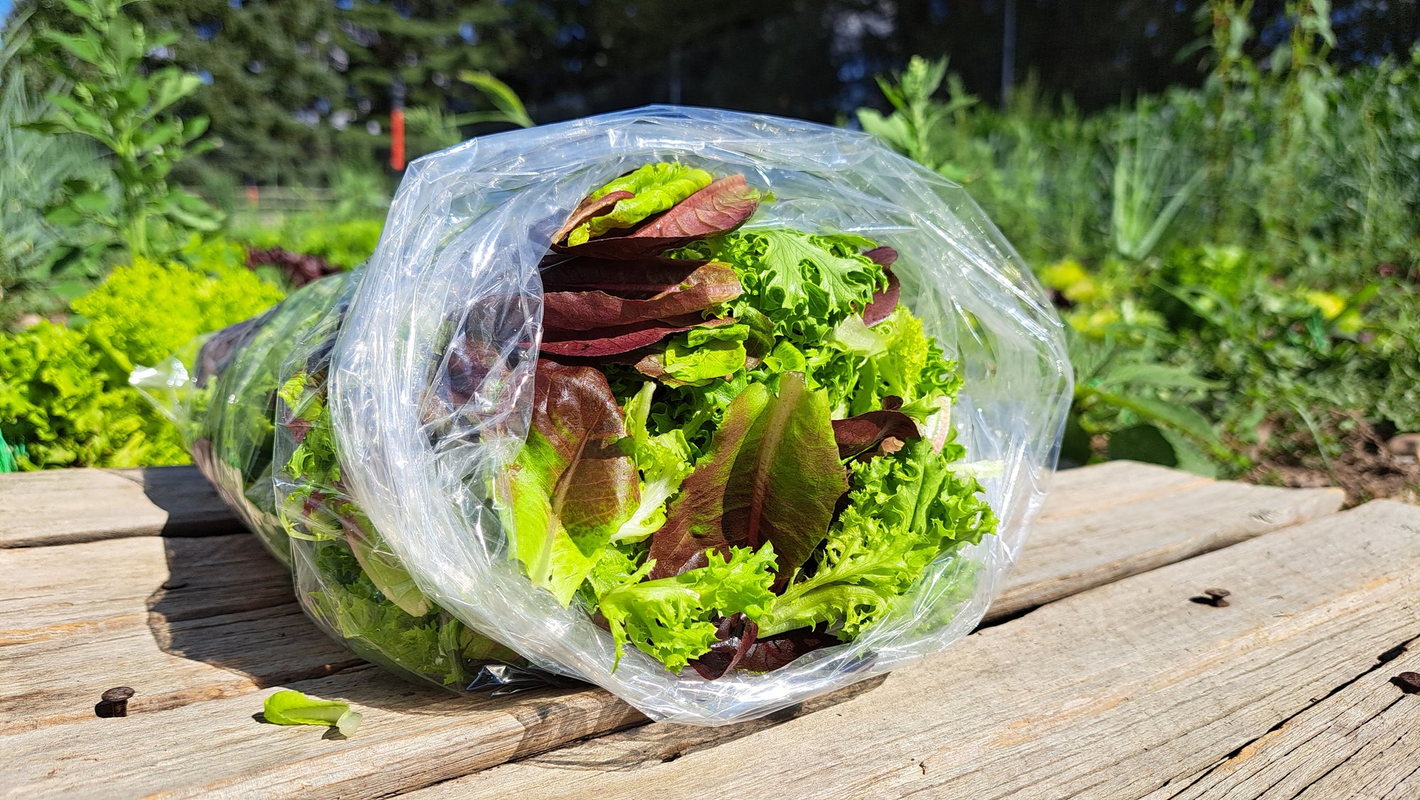 Zach's Salad Mix (/8oz or 16oz)