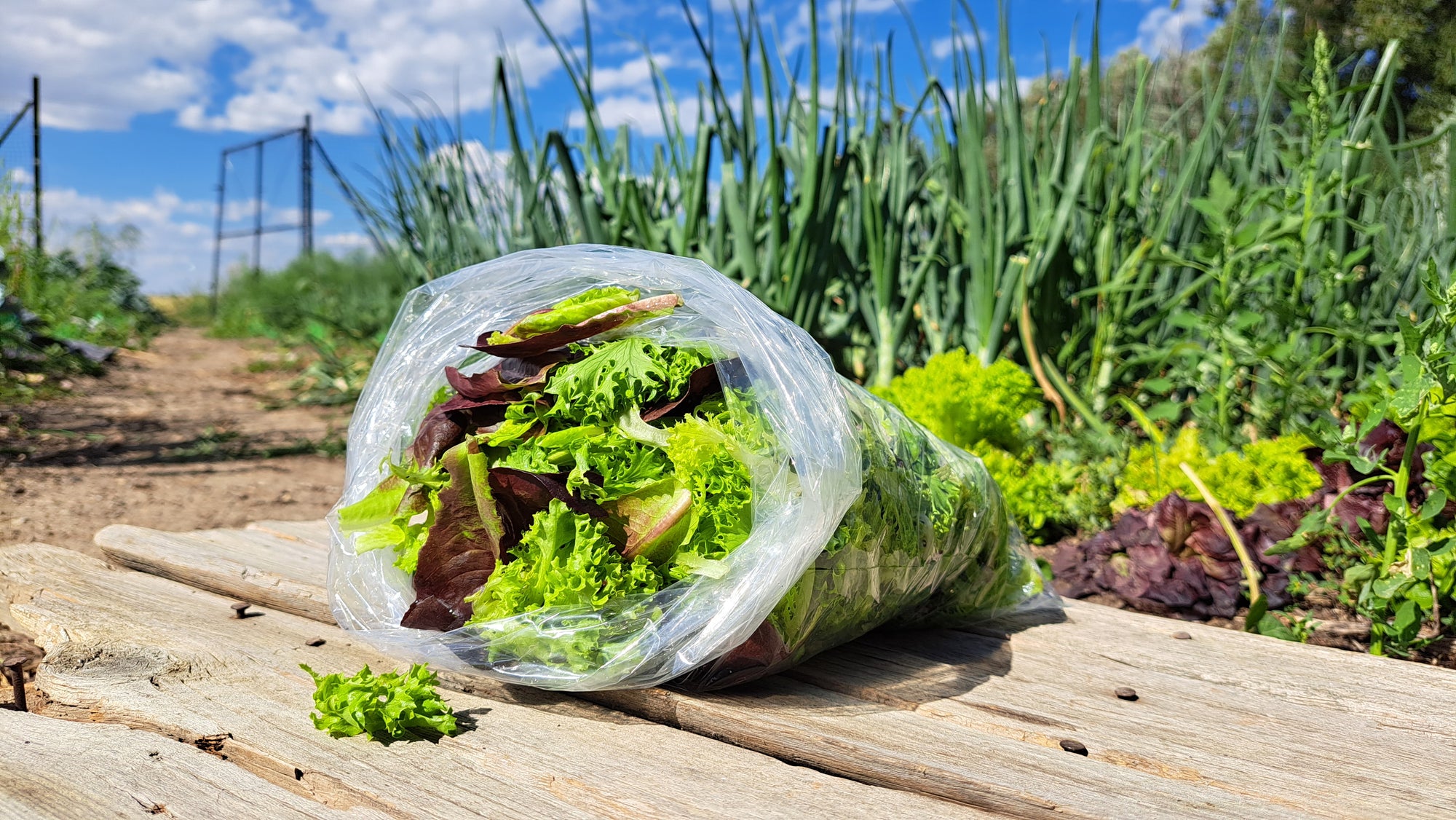 Zach's Salad Mix (/8oz or 16oz)