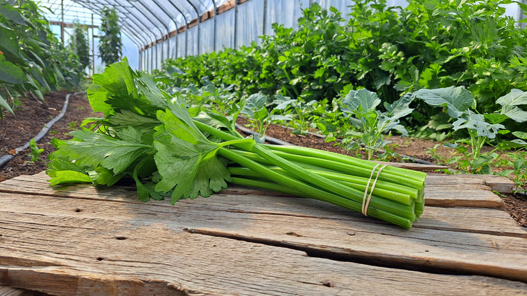 Zach's Celery (/bunch)