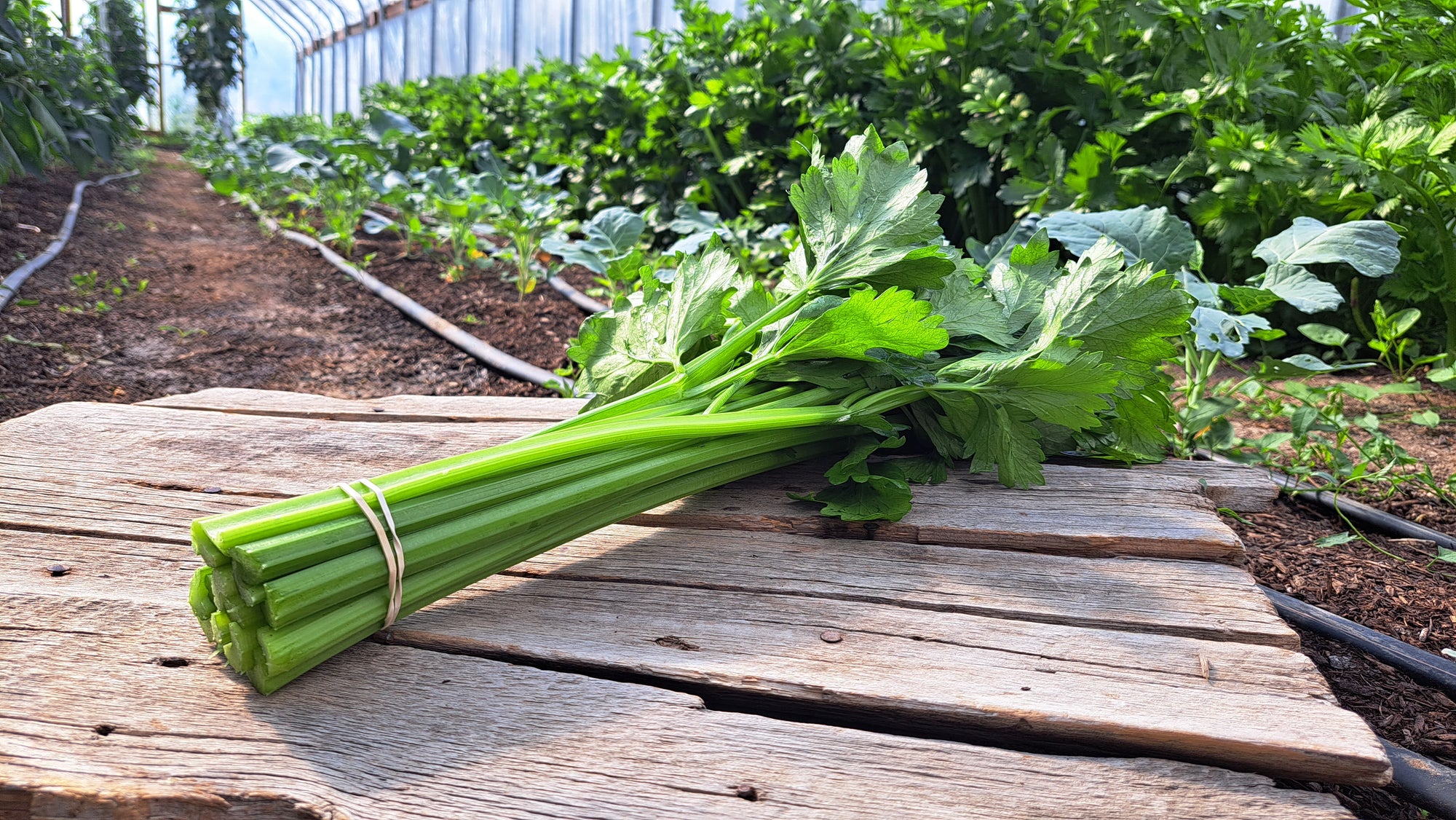 Zach's Celery (/bunch)