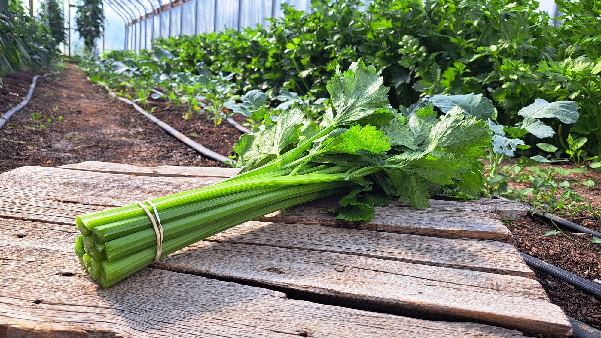 Zach's Celery (/bunch)