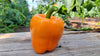 Zach's Bell Peppers (/each)
