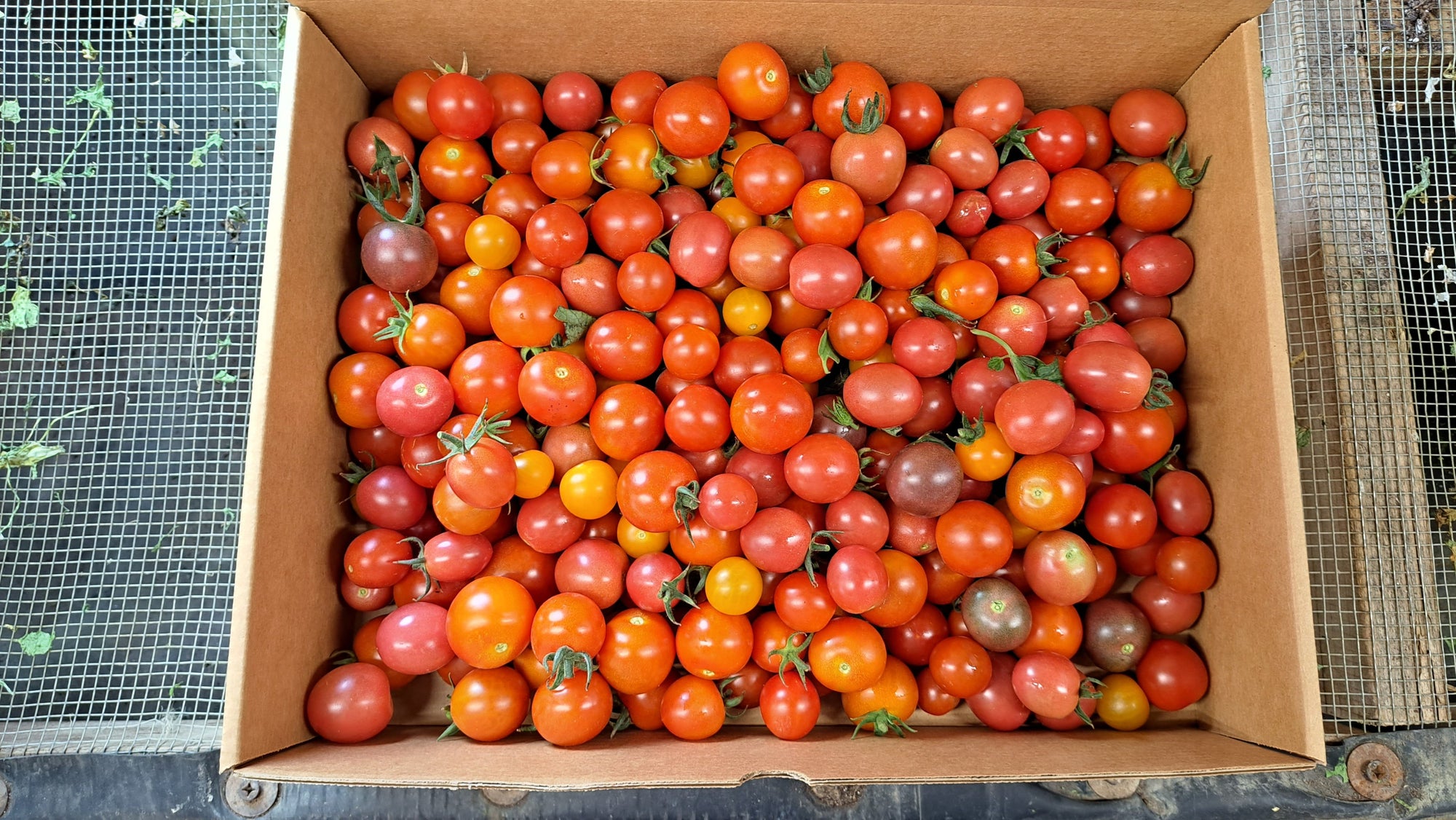 Zach's Cherry Tomatoes (/pint)