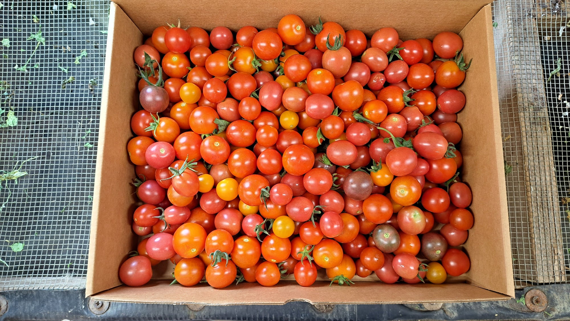Zach's Cherry Tomatoes (/pint)