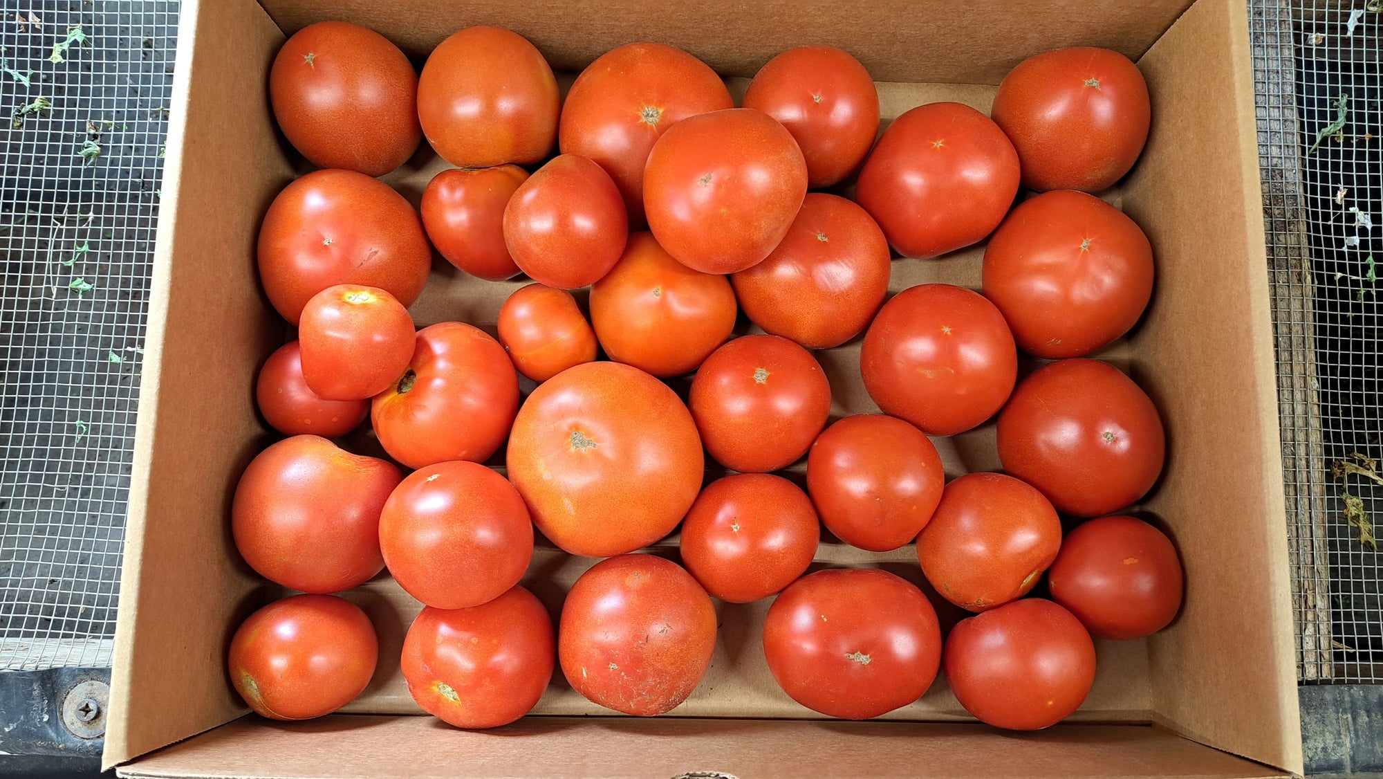 Zach's Slicer Tomatoes (/lb)