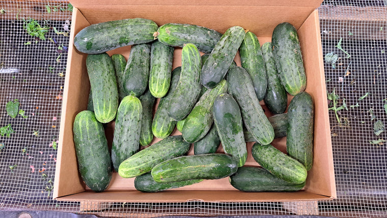 Zach's Cucumbers: Pickling (/lb)