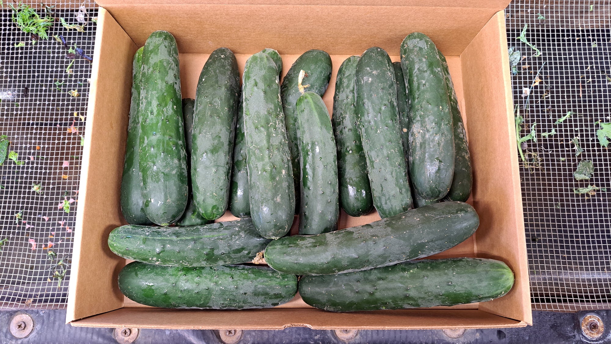 Zach's Cucumbers: Slicing (/each)
