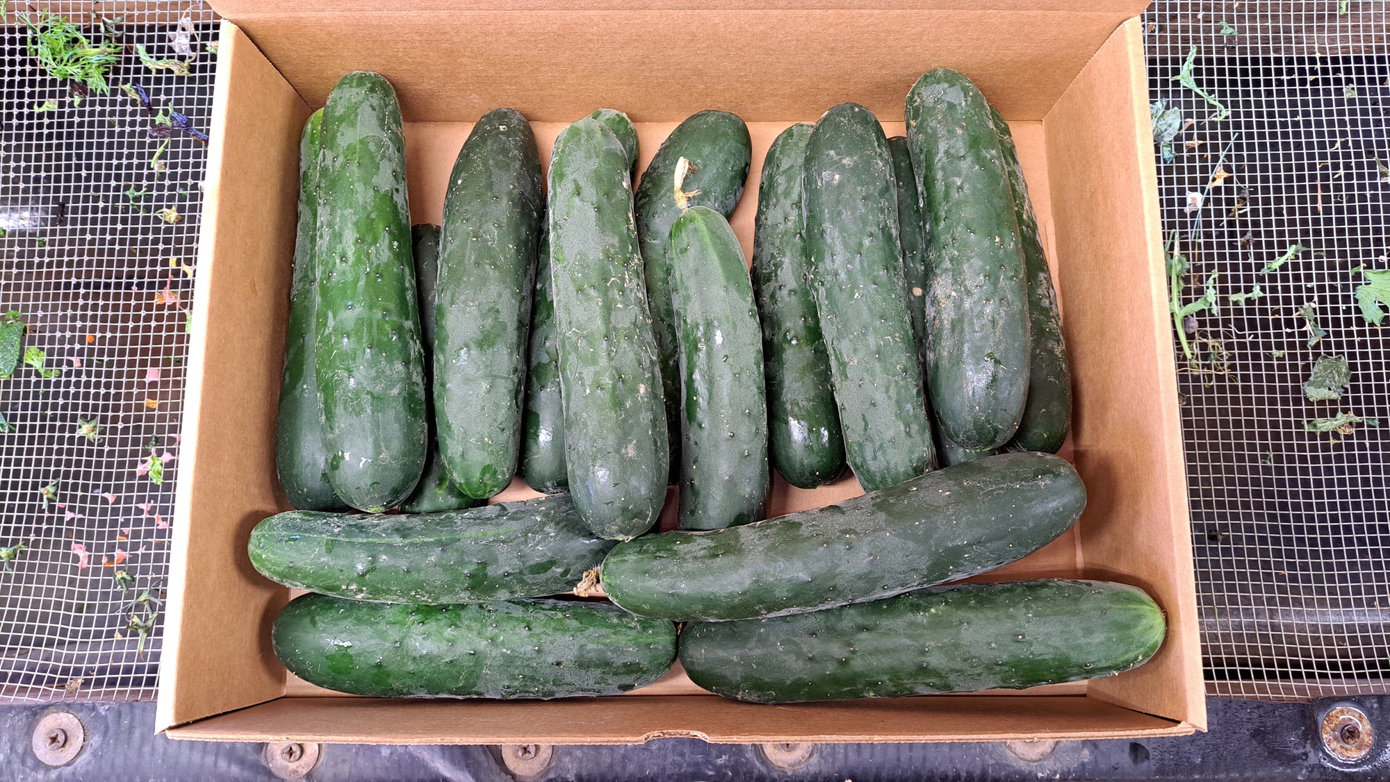 Zach's Cucumbers: Slicing (/each)