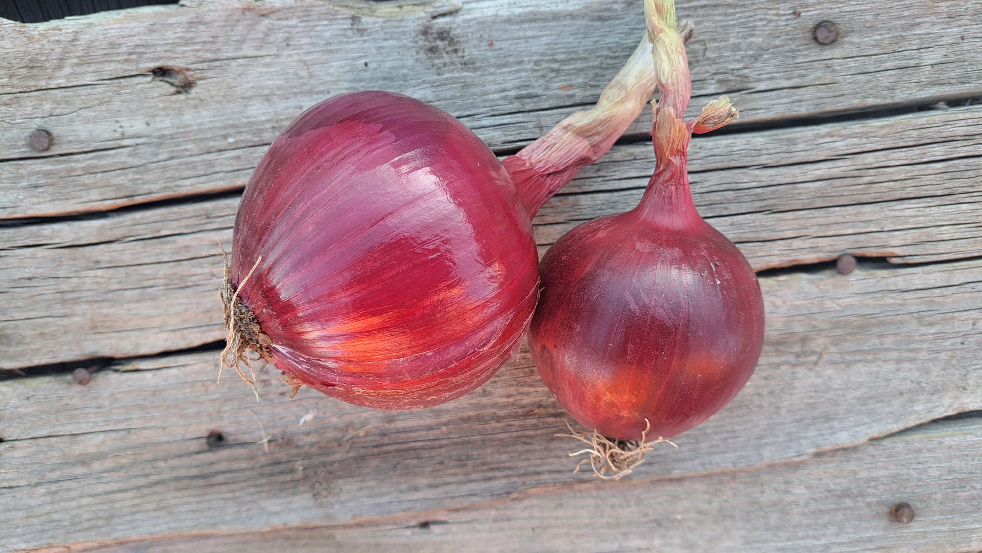 Zach's Red Onions (/lb)