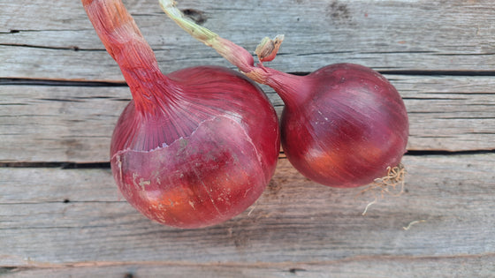 Zach's Red Onions (/lb)