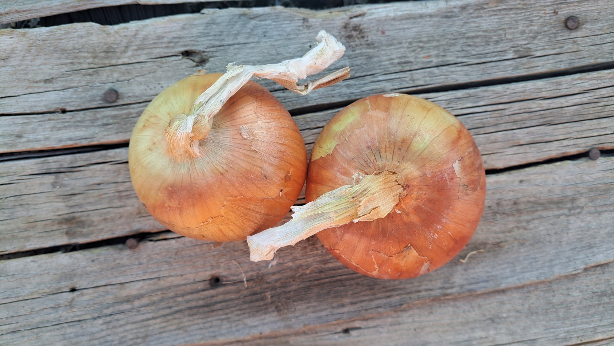 Zach's Onions: Yellow (/lb)