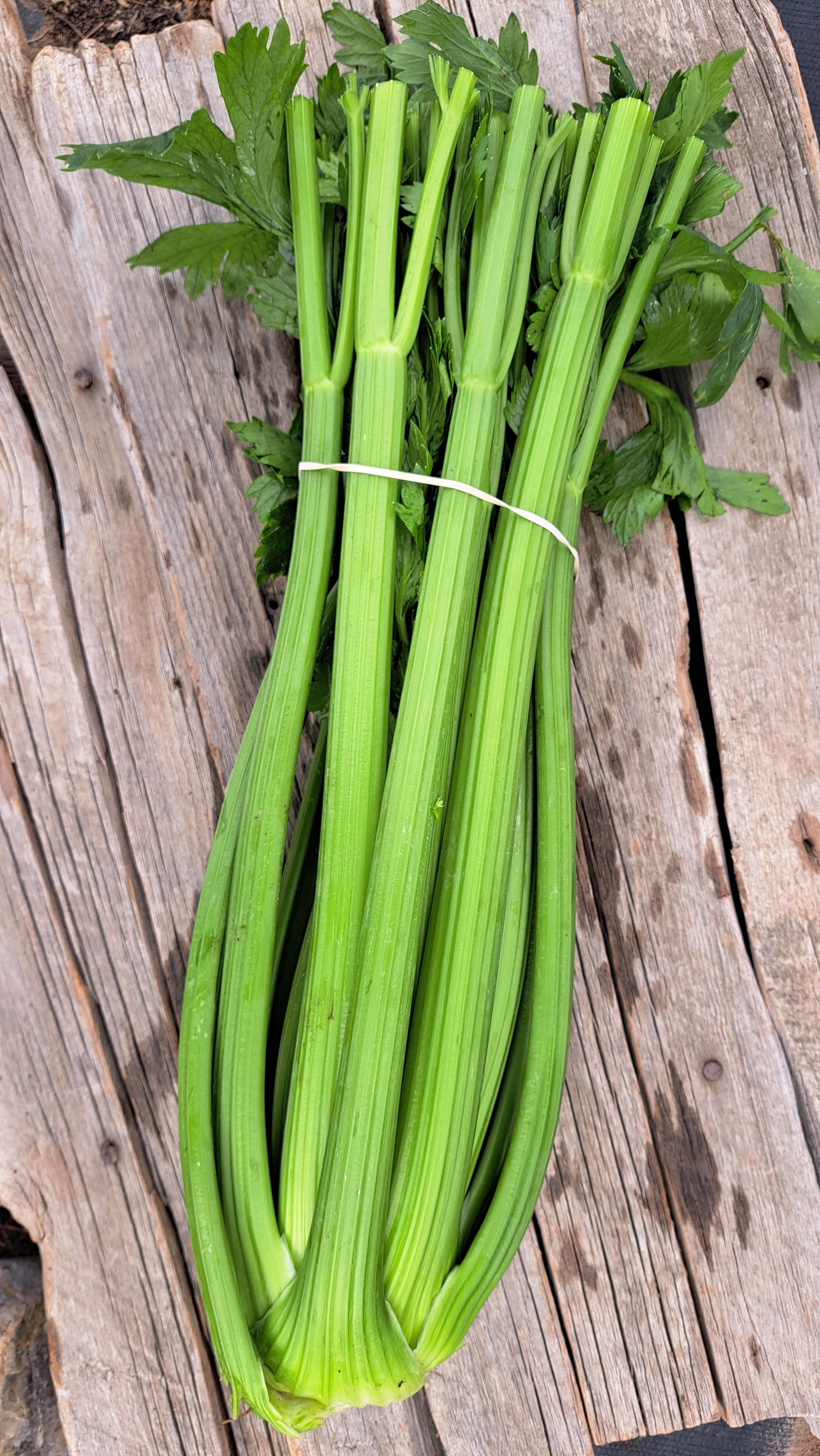 Zach's Celery (/bunch)