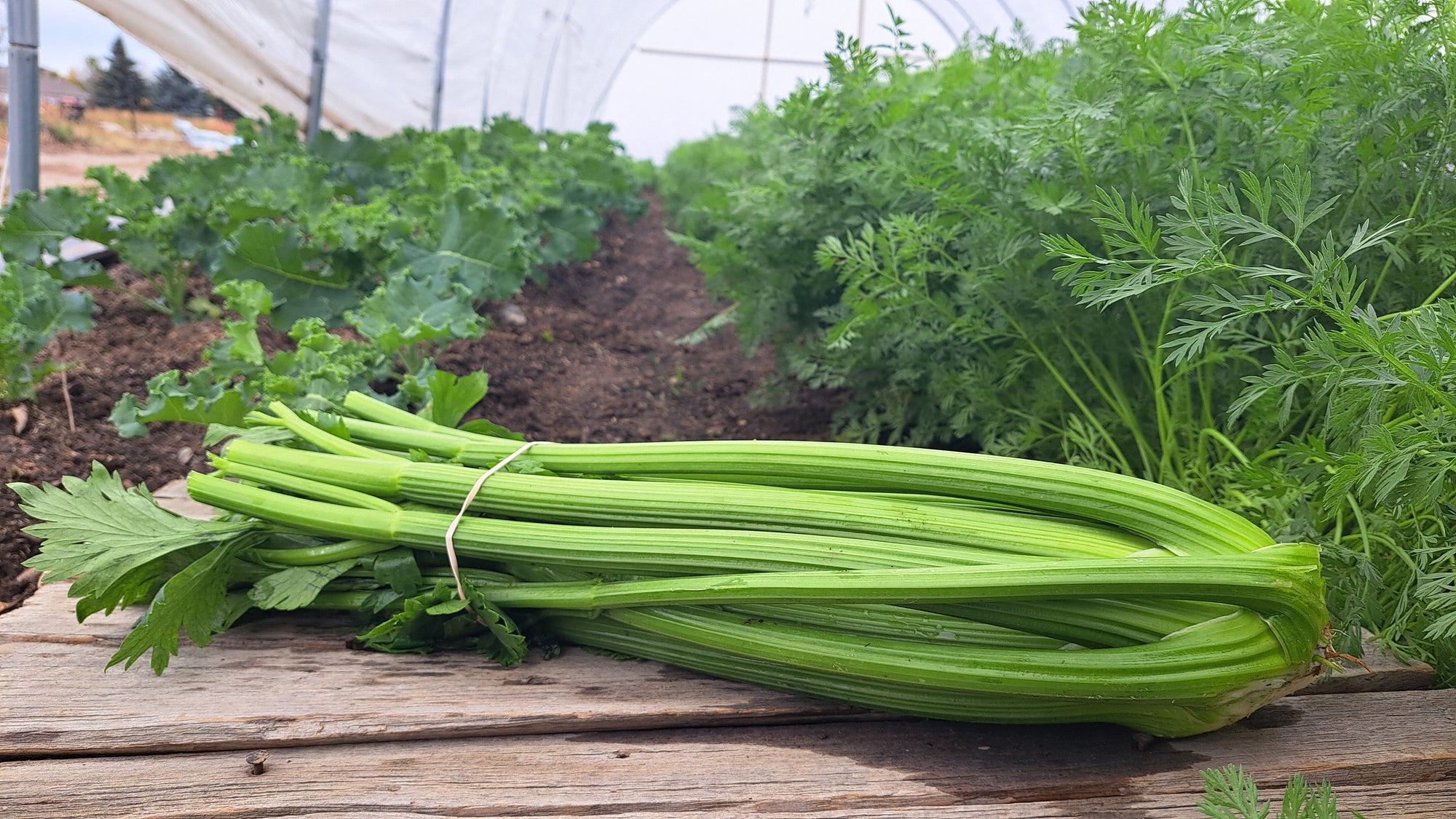 Zach's Celery (/bunch)