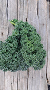 Zach's Curly Kale (/bunch)