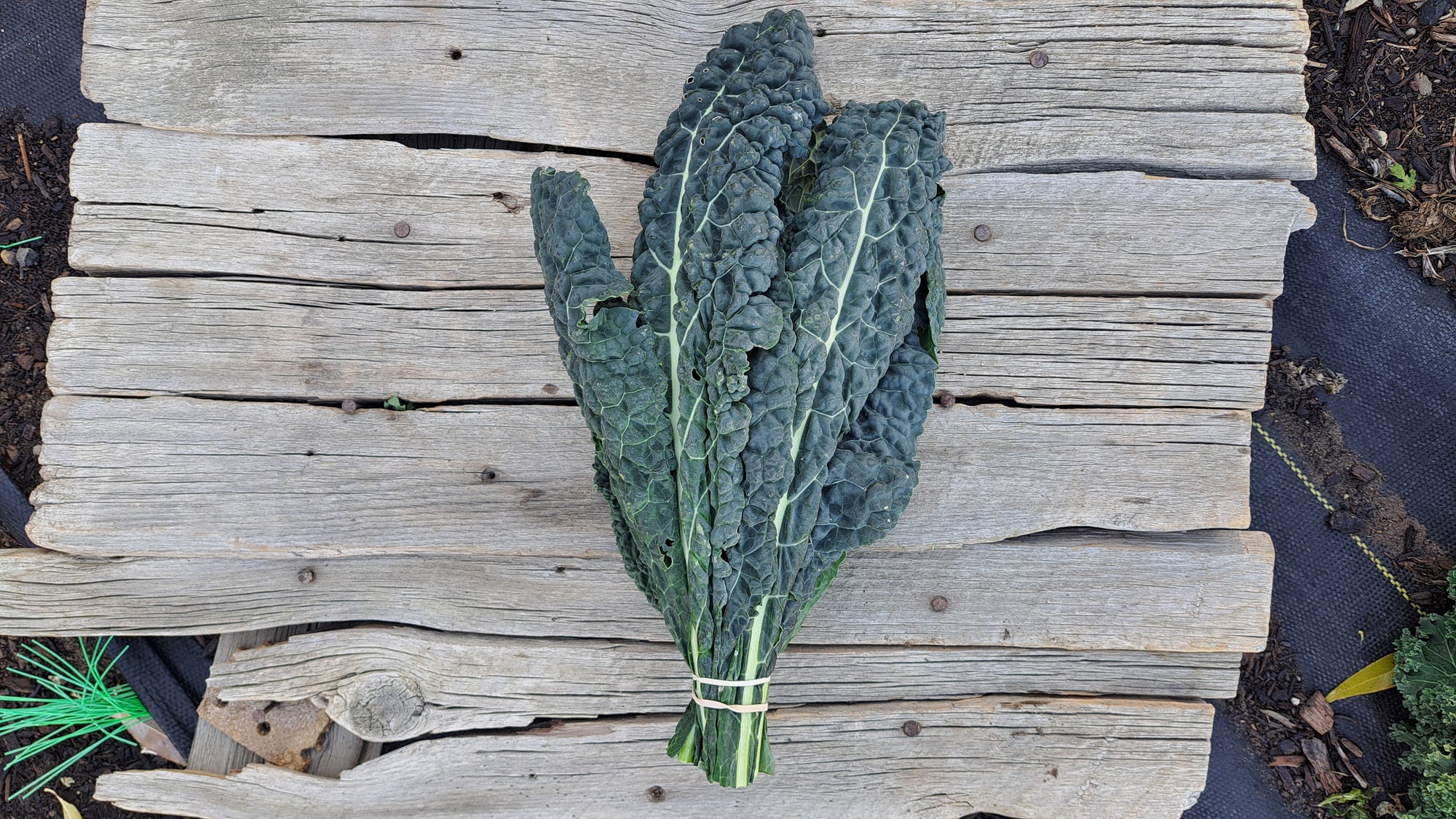 Zach's Kale (/bunch)